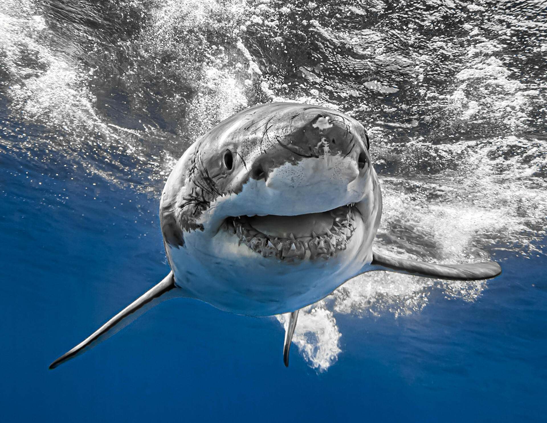 A great white shark under the waves.
