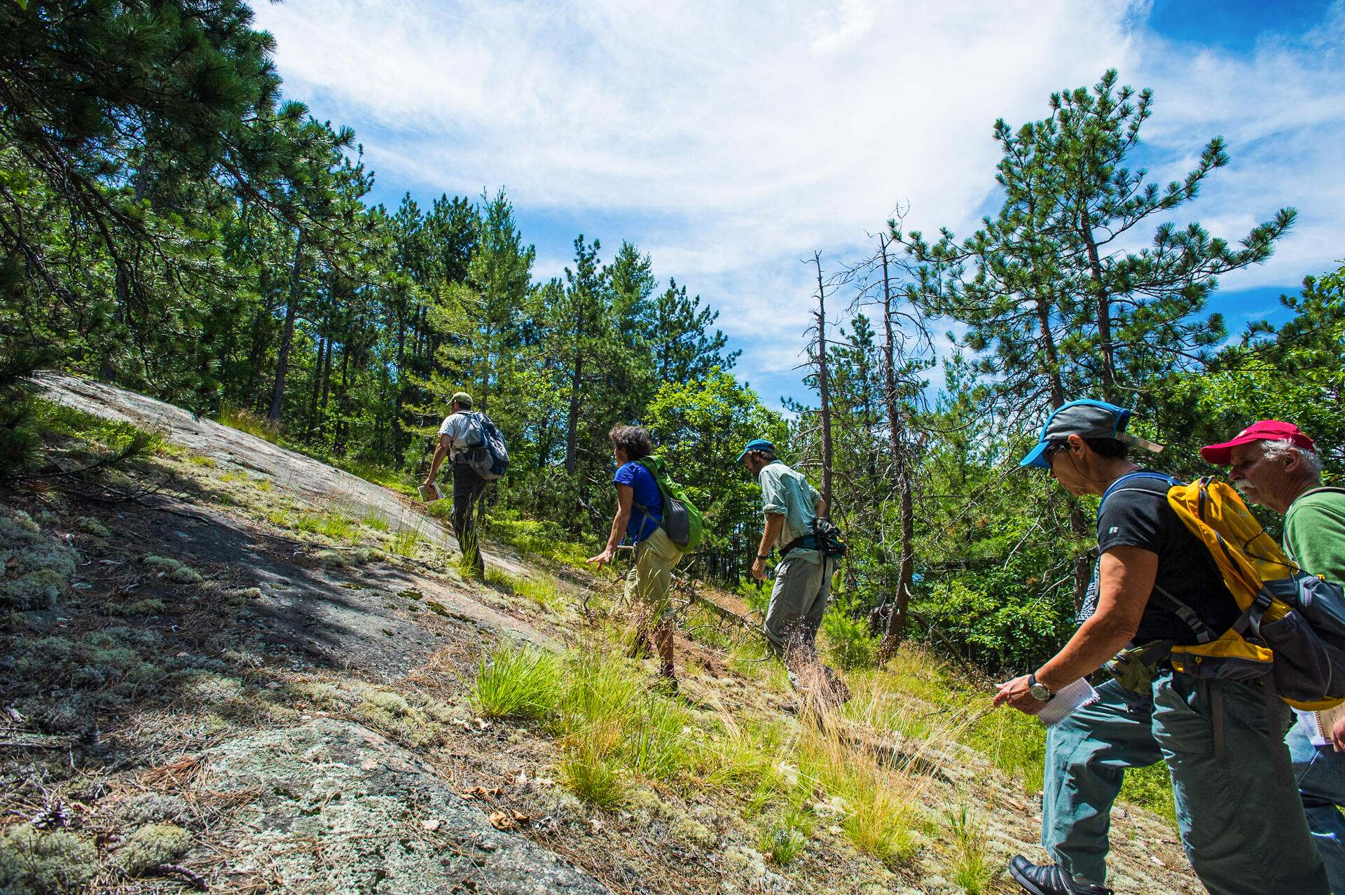 A group of people hike up hill in a forested area.