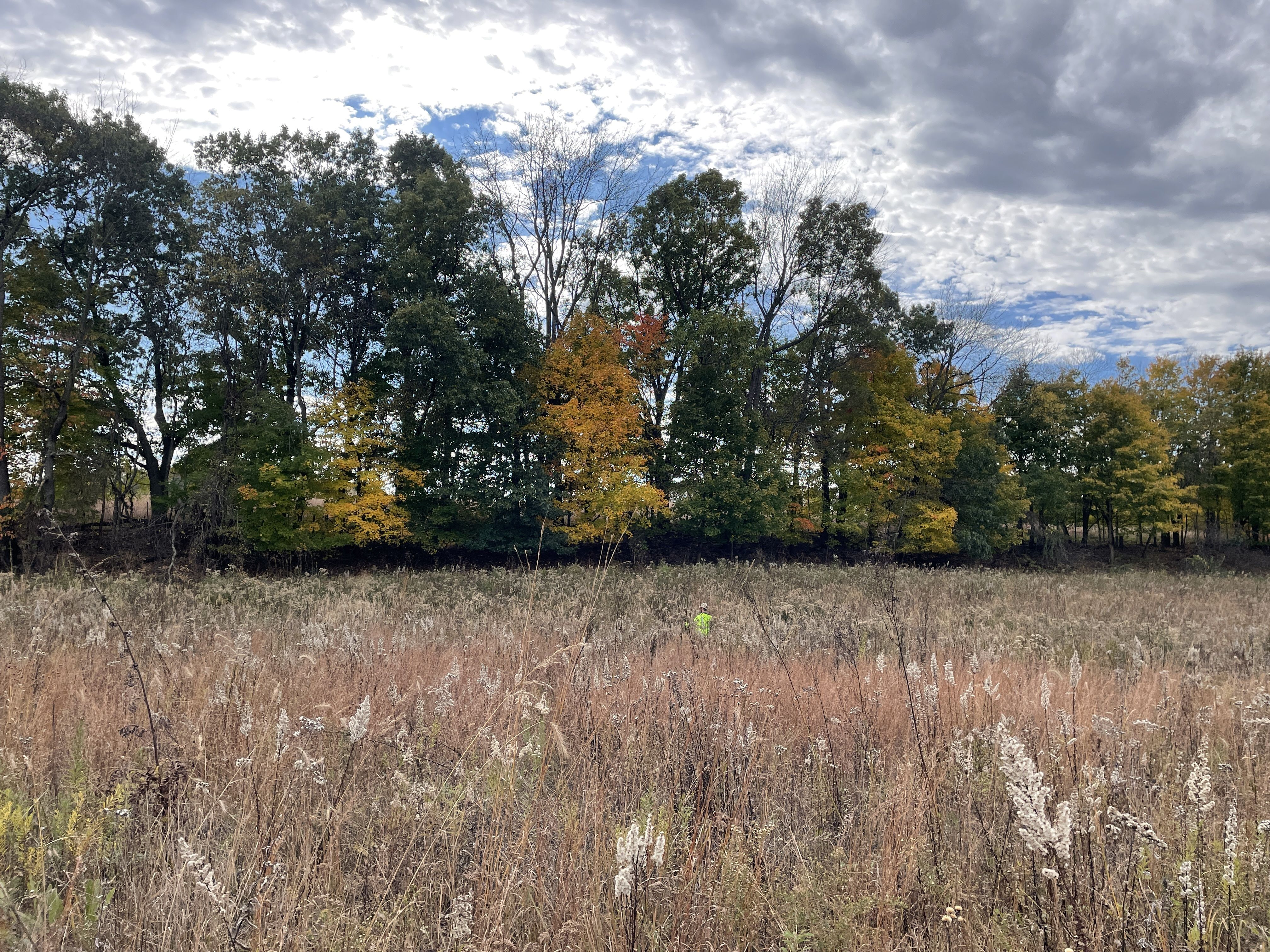 Grassy meadow surrounded by trees, some in fall colors.