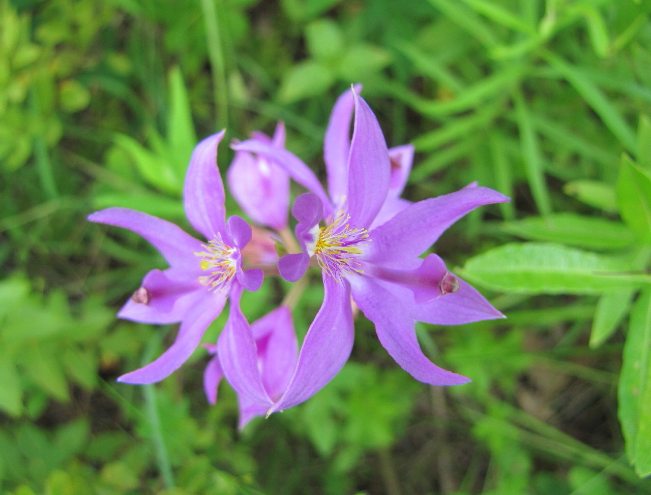 Grass Pink Orchid.