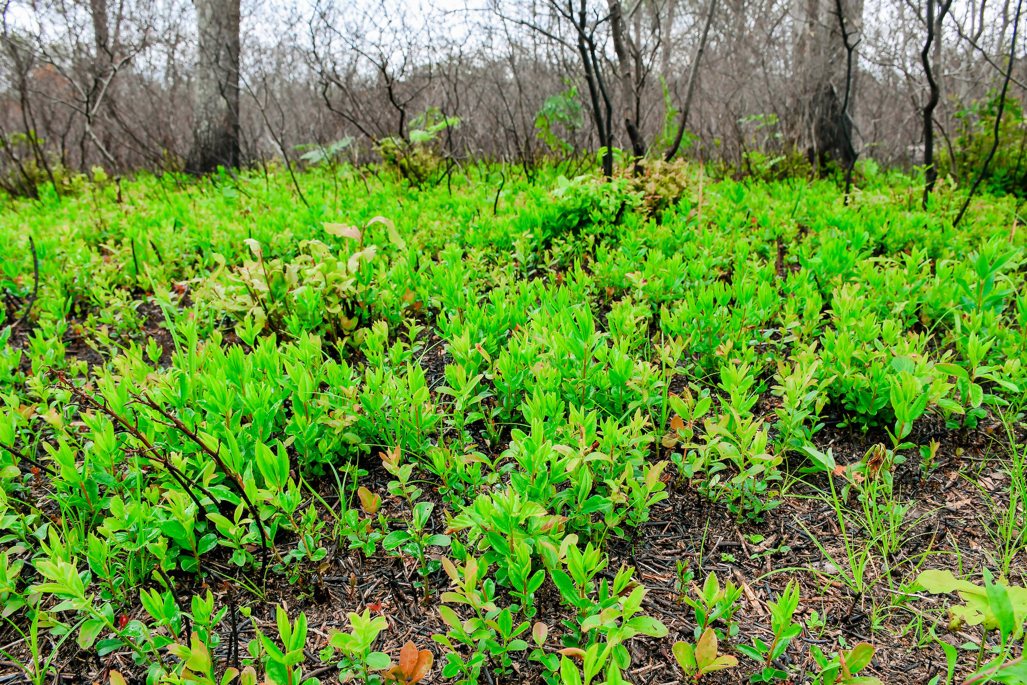 Several small green leafy species grow from the ground.