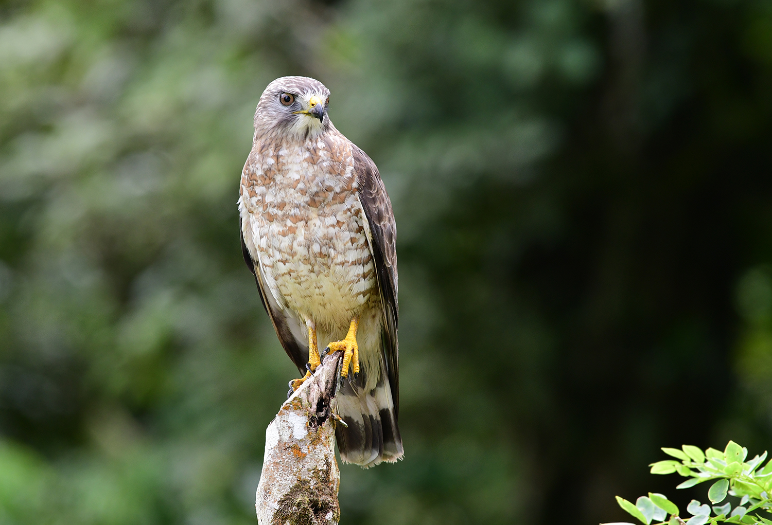 A broad-winged hawk rests on a tree stump.