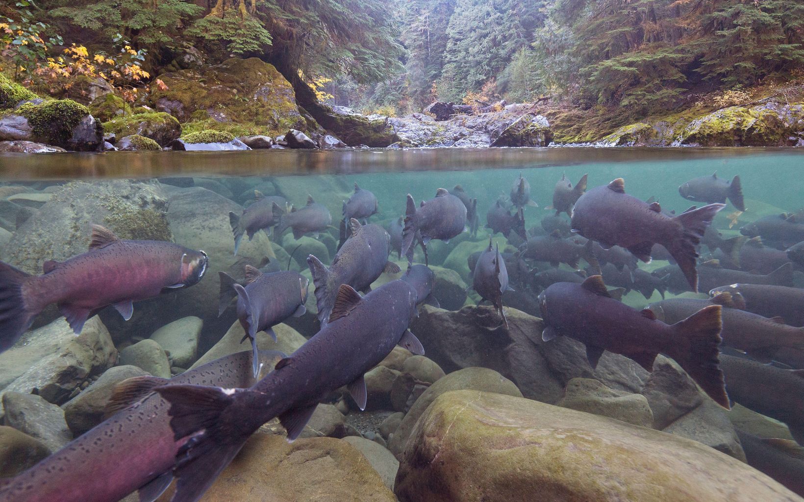 Underwater coho salmon.