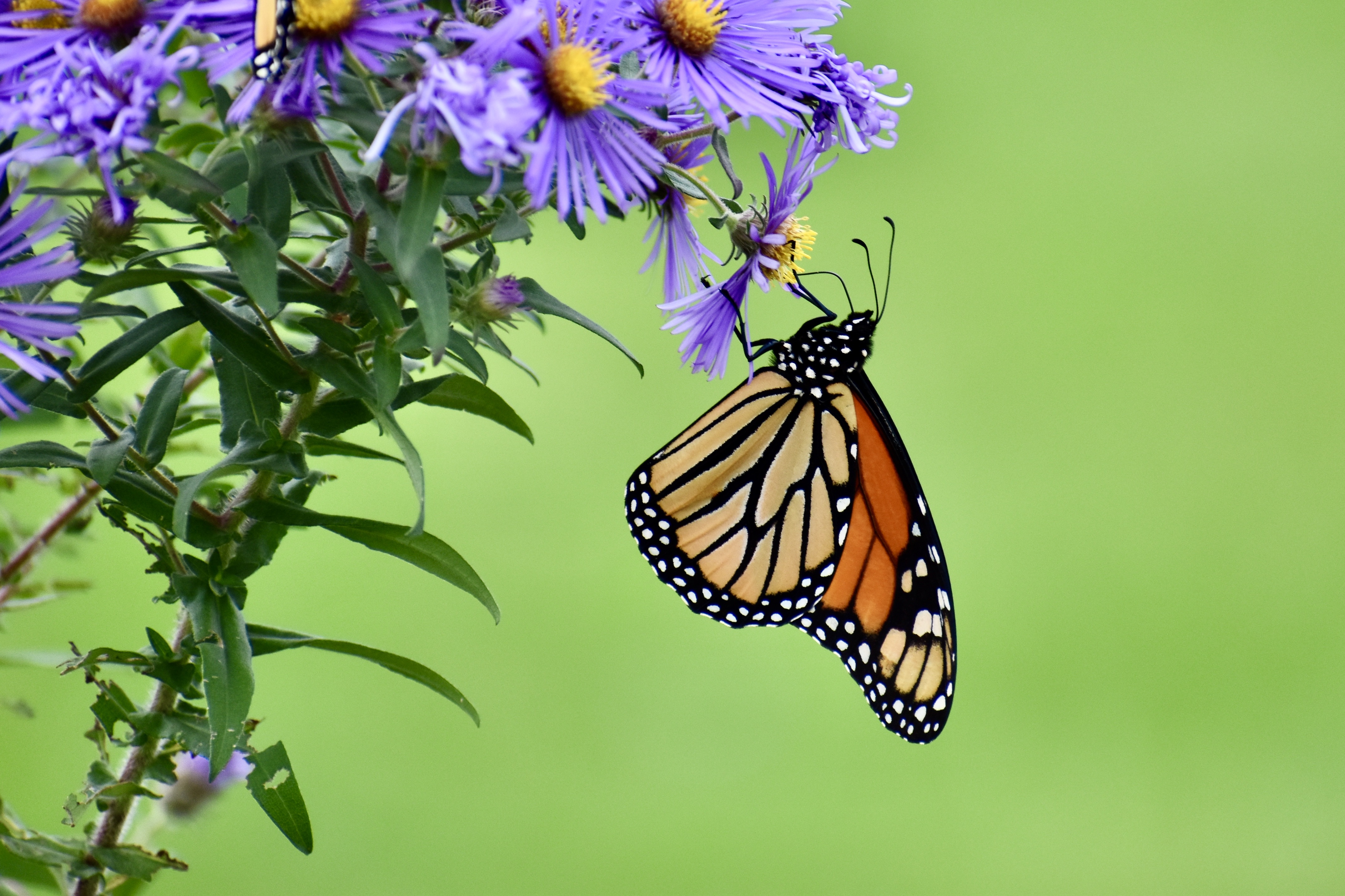 An orange and black monarch butterfly sits on a flower.
