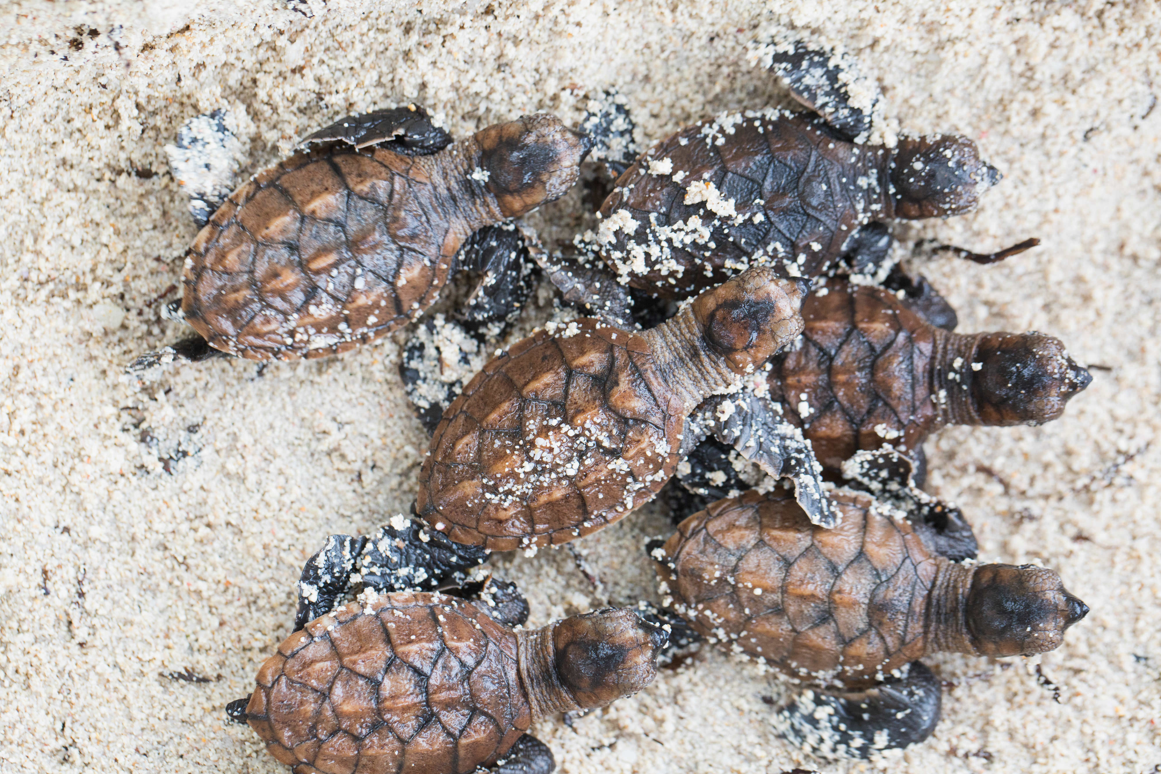 Baby sea turtles in the sand.