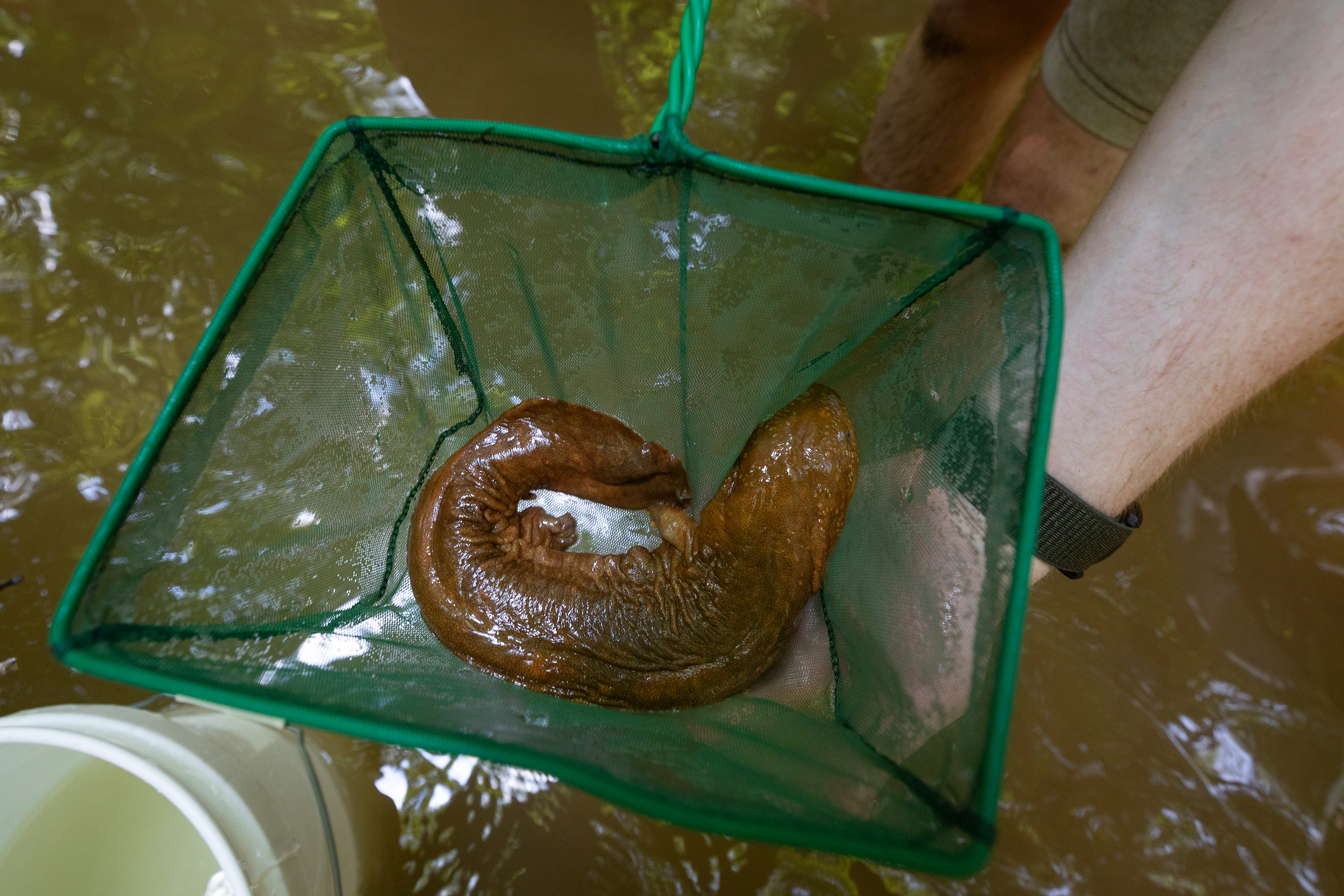 Juvenile hellbender salamander in net, about to be released into the wild.