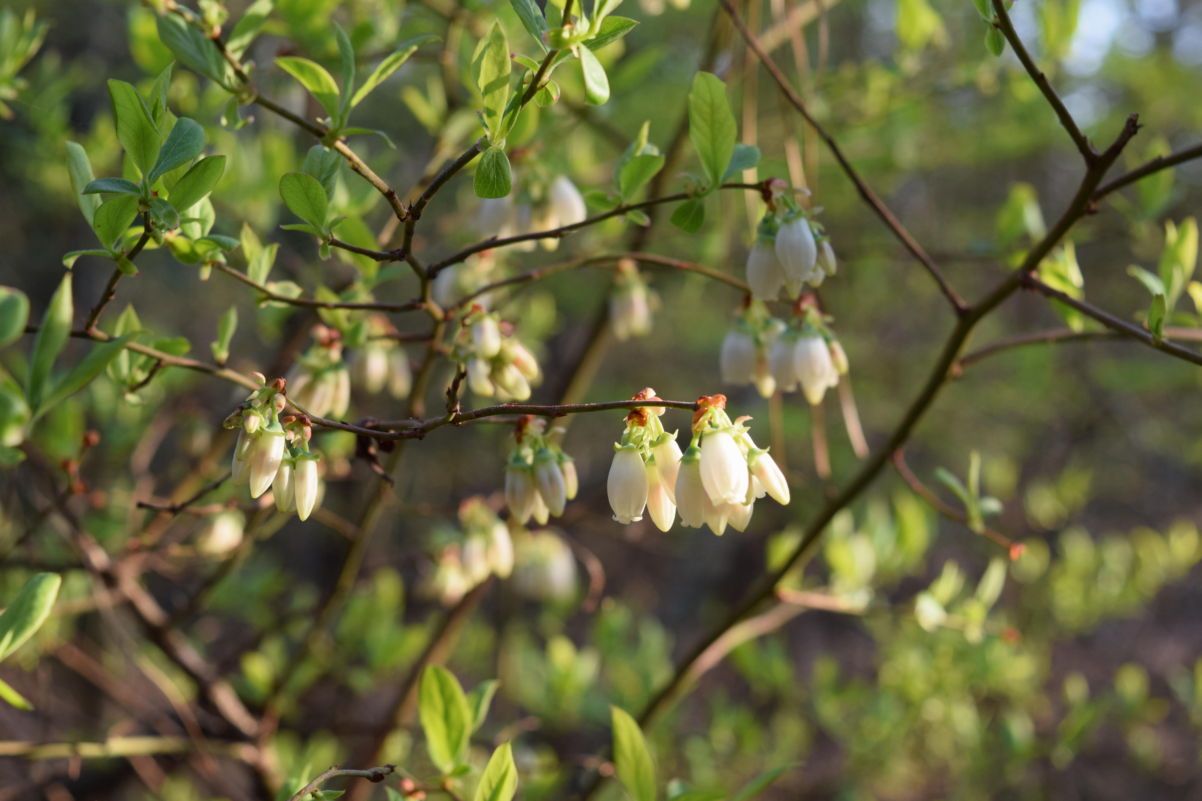 Several white downturned flowers hang off of a branch with green leaves.