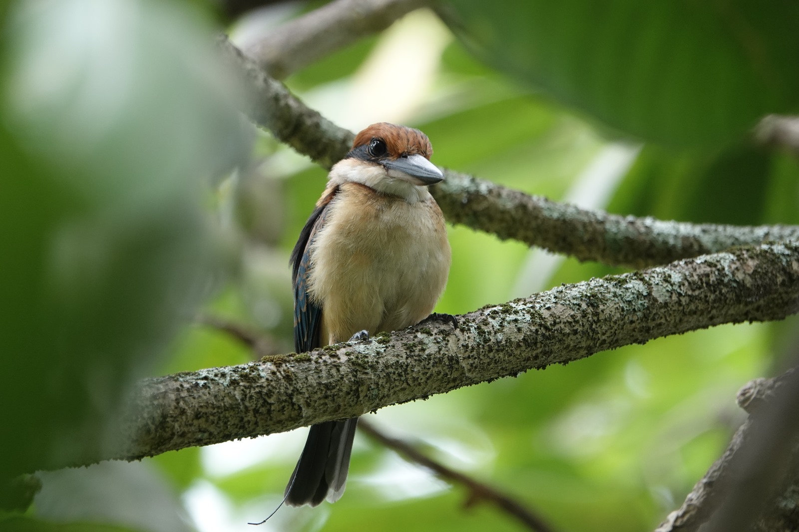 A male sihek (Guam kingfisher) sits on a branch at Palymra Atoll. 