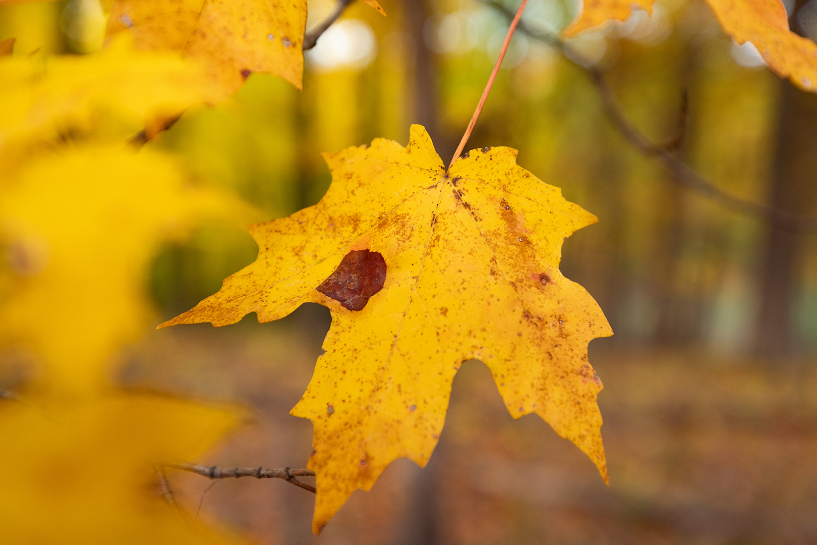 Close up of yellow leaf on tree.