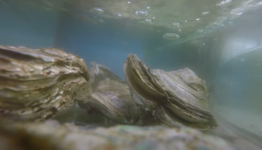 A side view of oysters in a water tank.