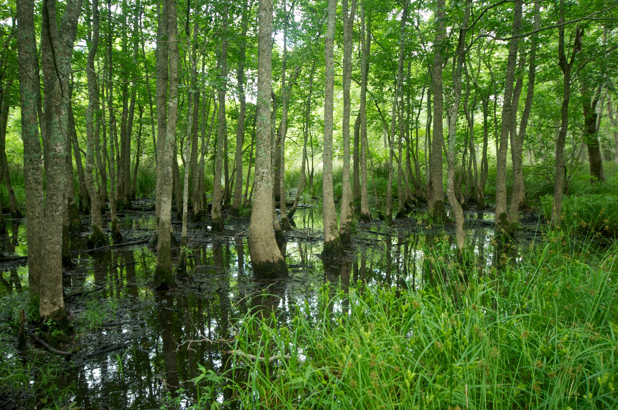 Trees of the bottomland hardwood forest