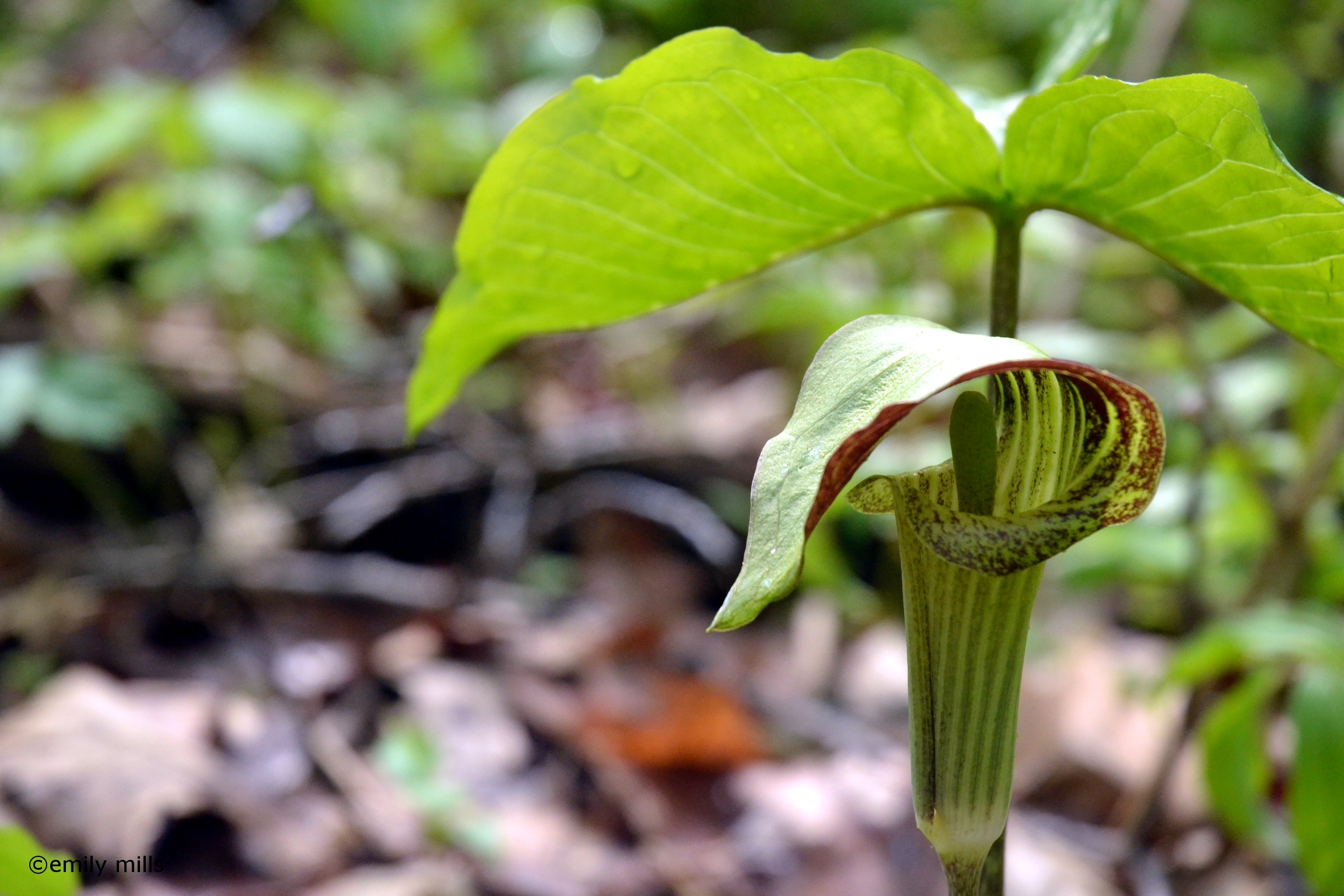 A jack-in-the-pulpit blooms in the forest.