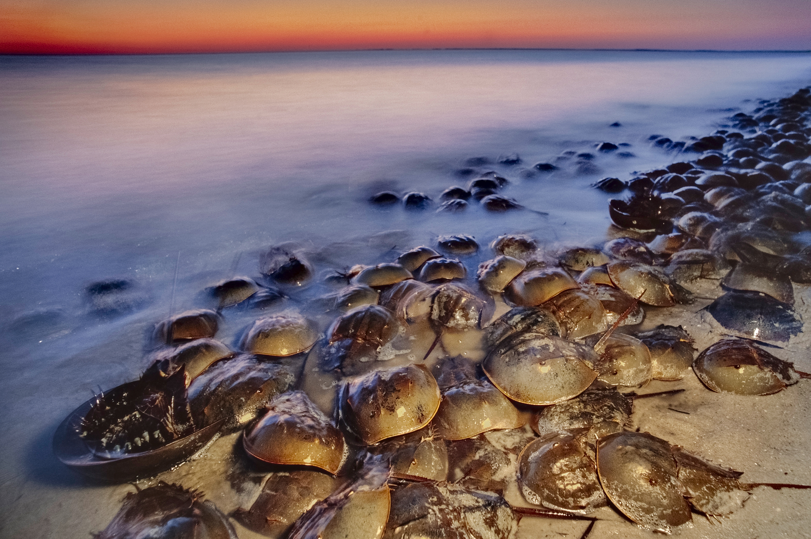 A large group of brown crabs congregate along a calm shoreline.