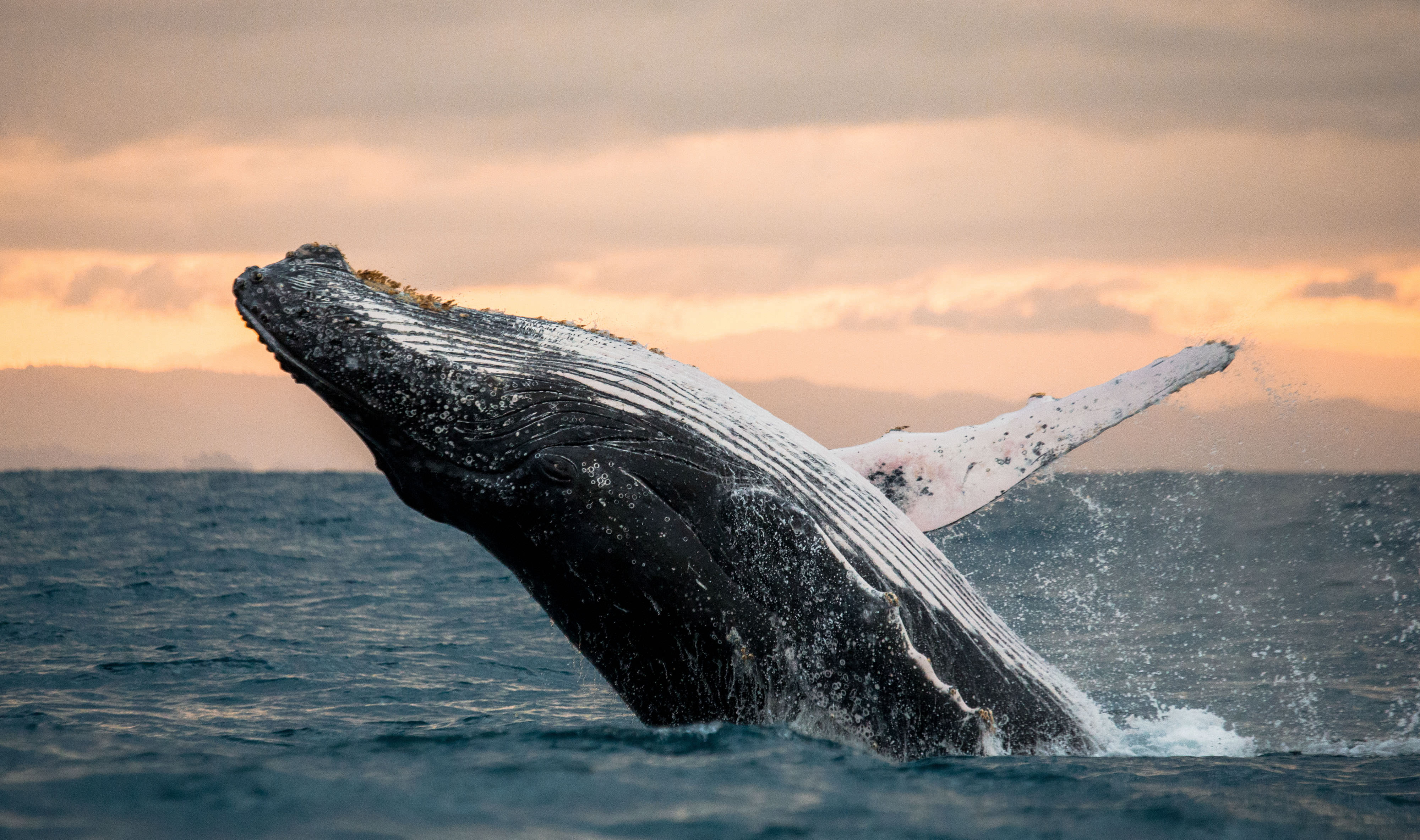 A whale breaching.