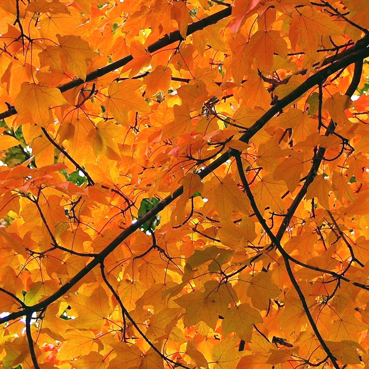 Orange leaves.