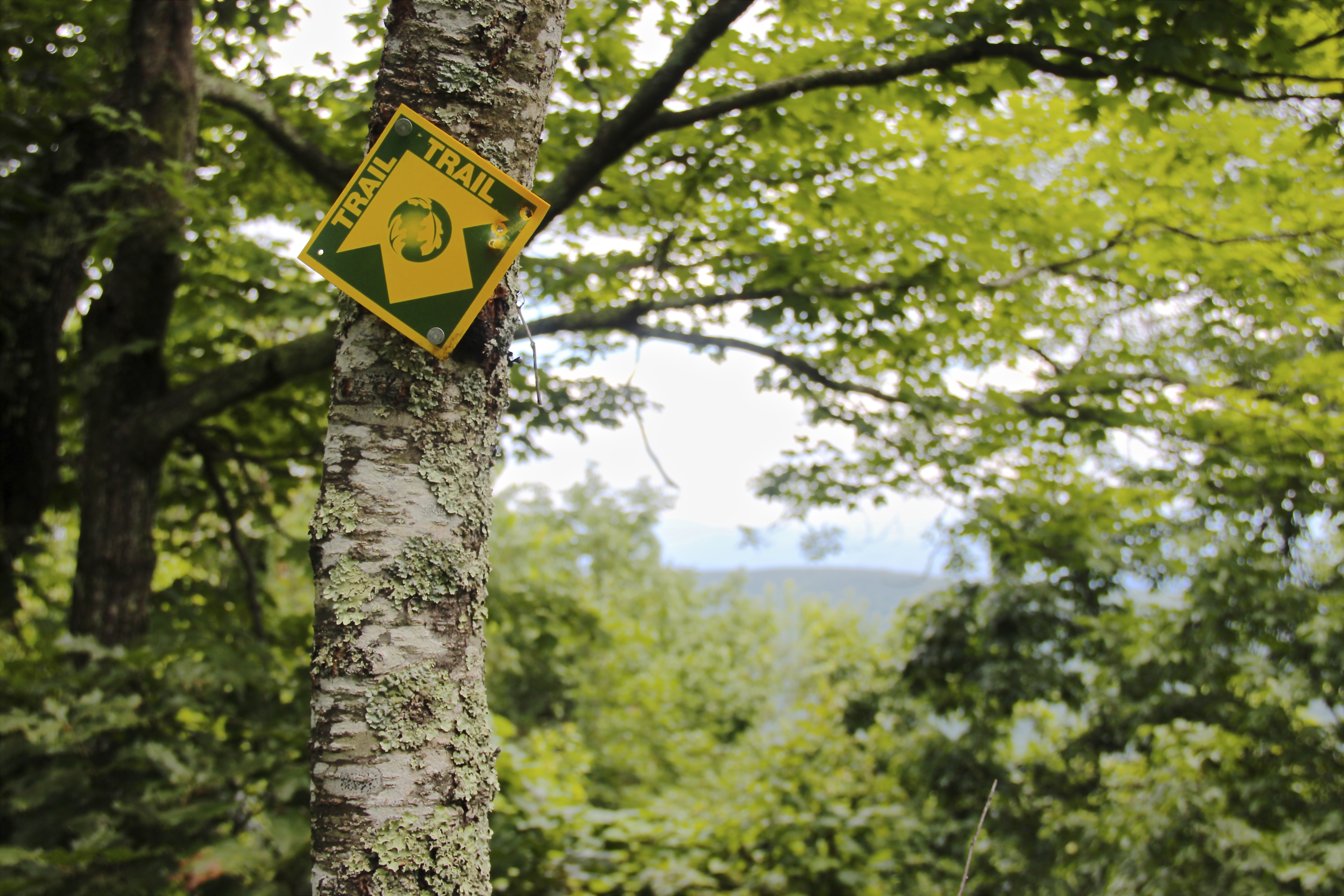 A green and yellow trail sign is attached to a tree in a forest.