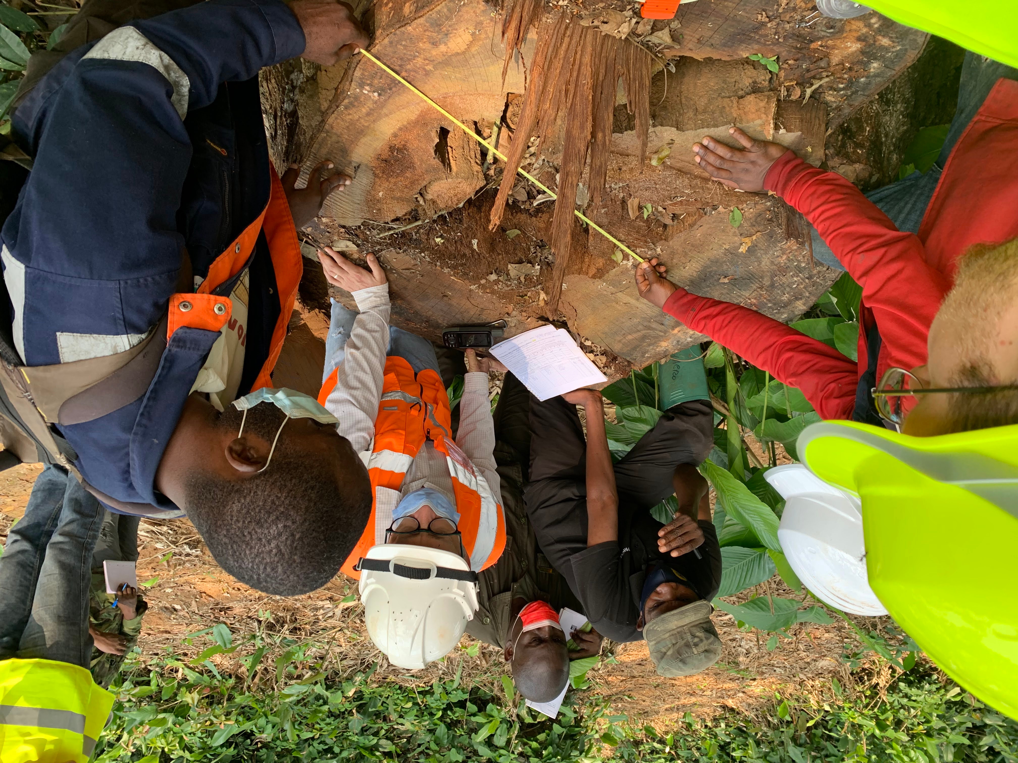 A group of men look at the rings on a cut tree in the Congo Basin.
