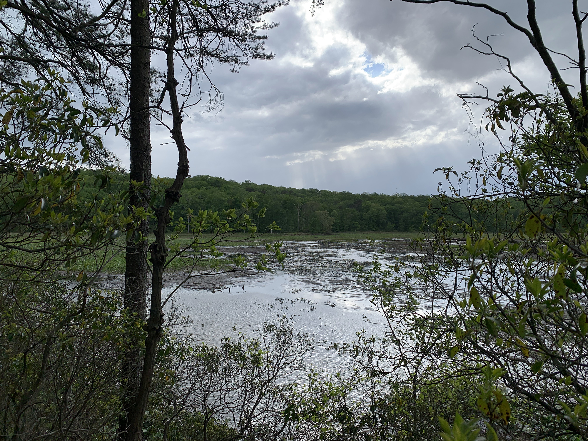 View through the trees of the remnants of a large lake.