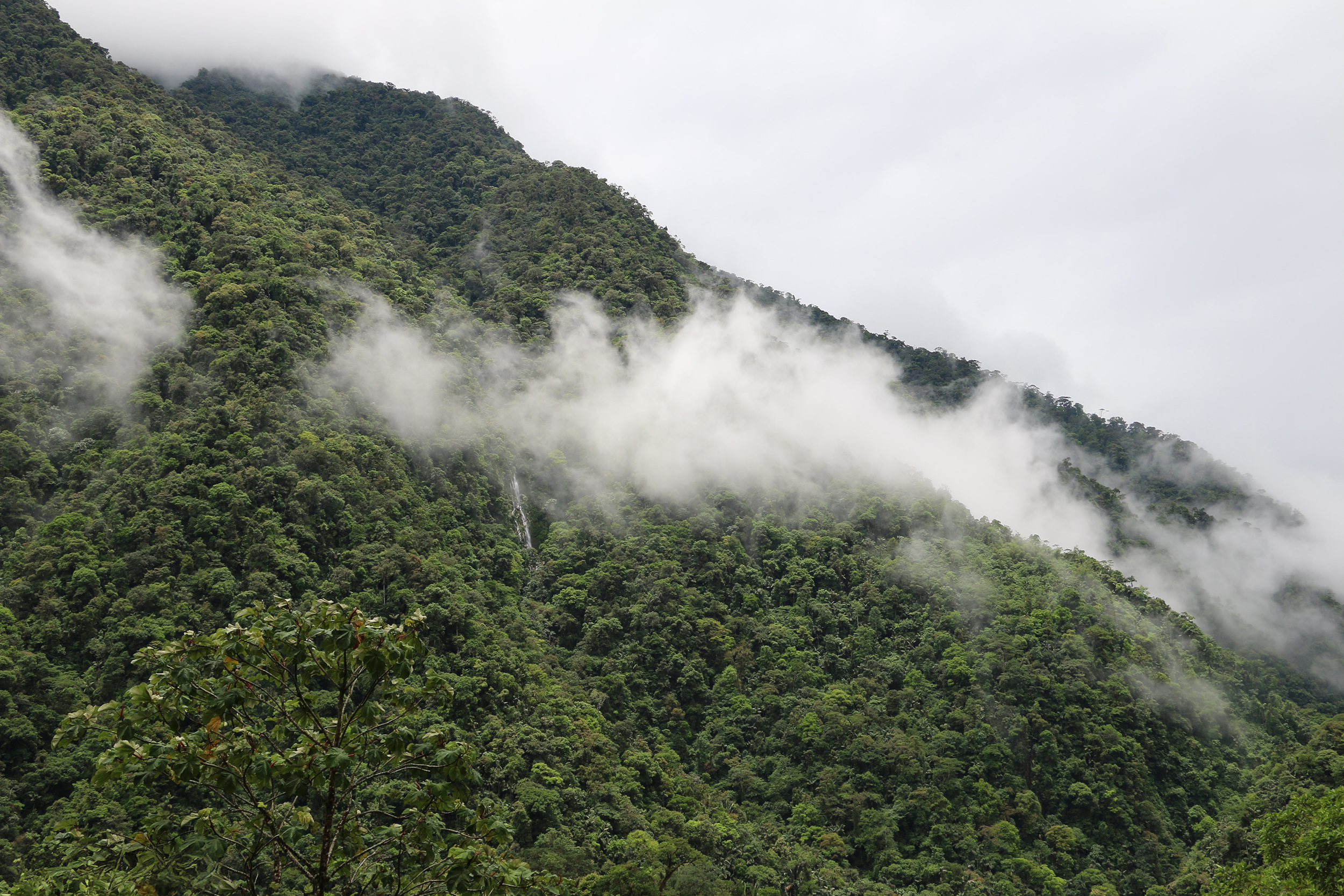 A hill covered with dense forests in Latin America.