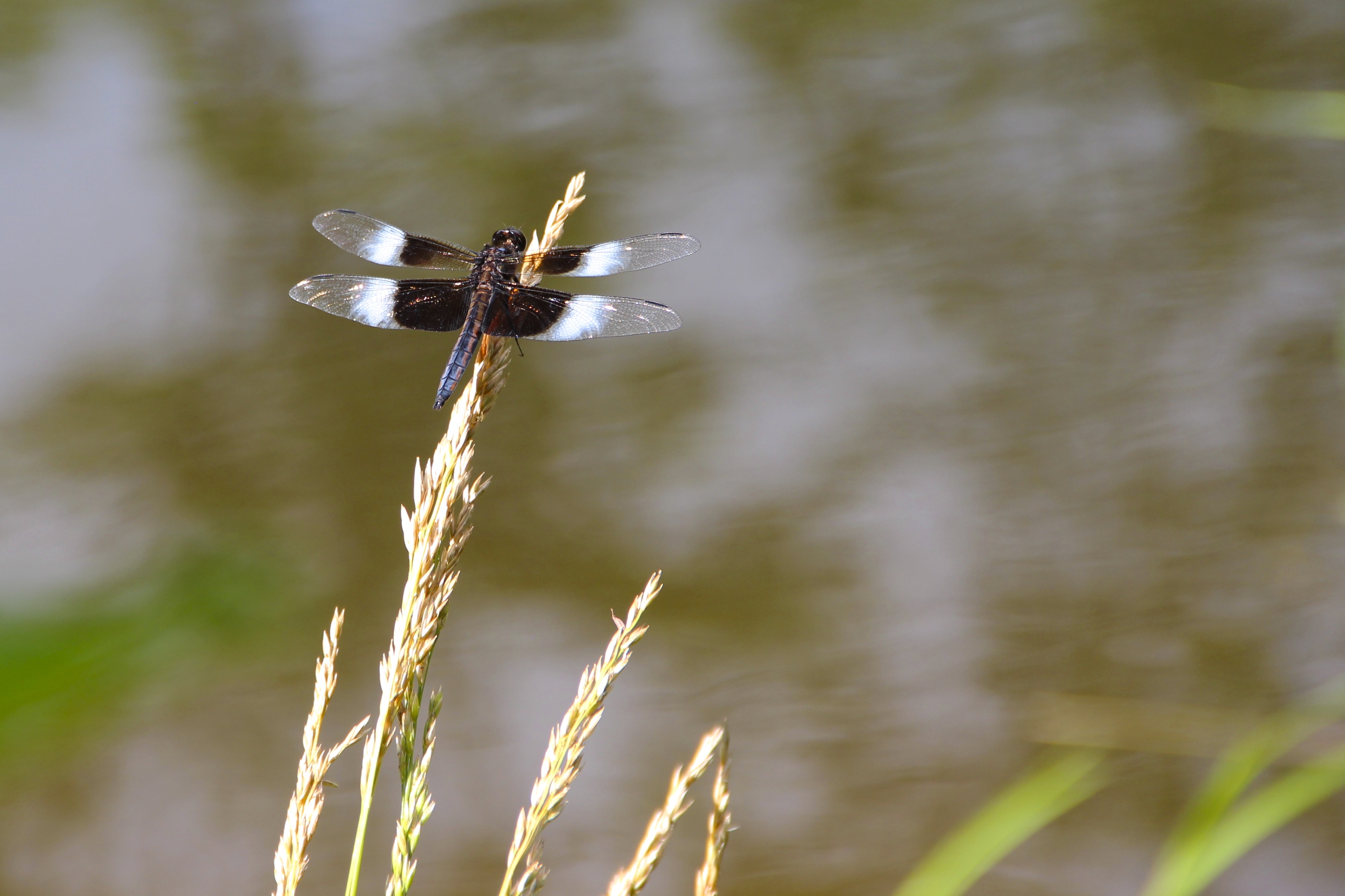 A dragonfly with white and black wings rests at the end of a stalk of tall grass.