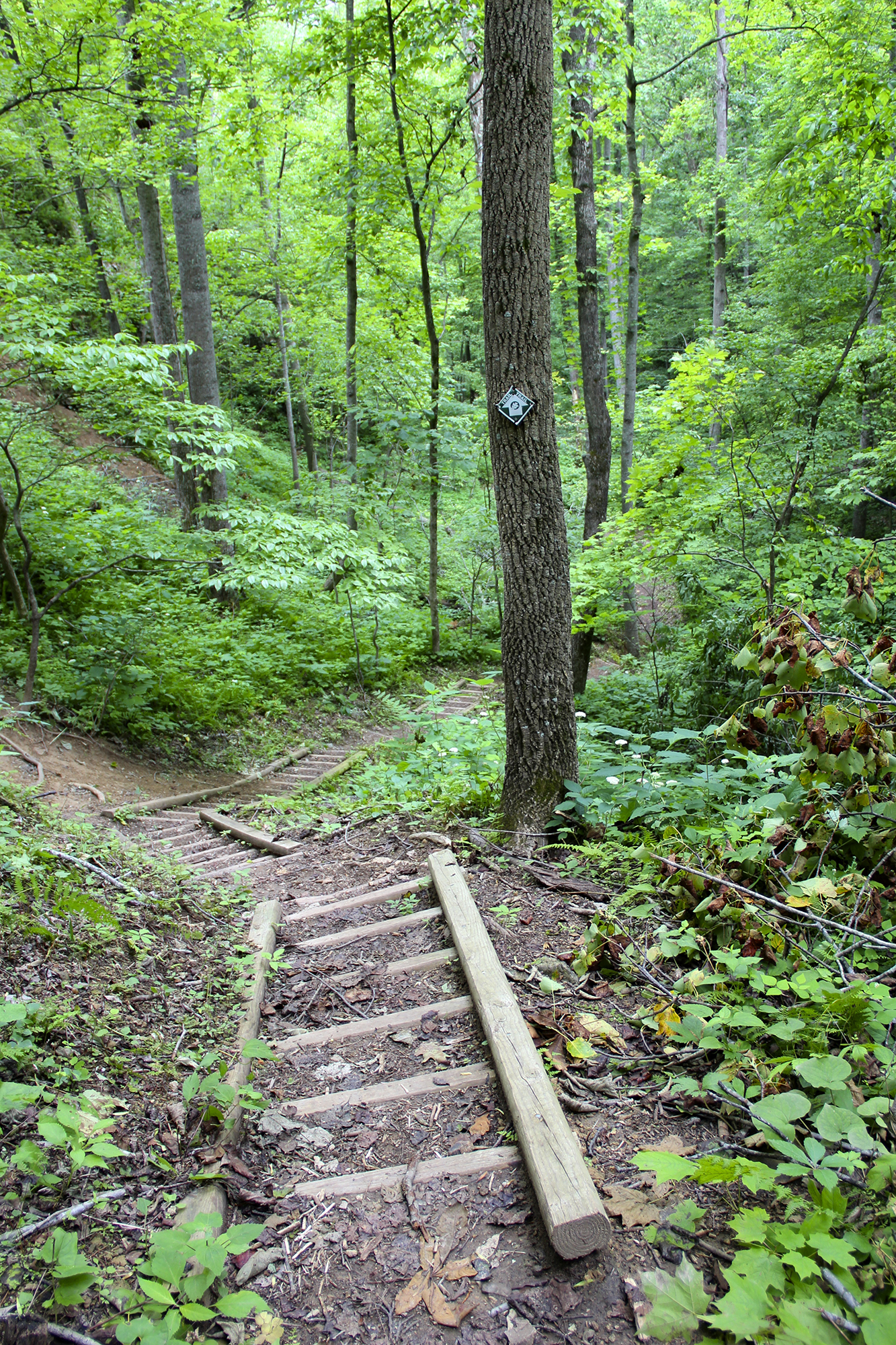 A ladder trail leads into the forest.