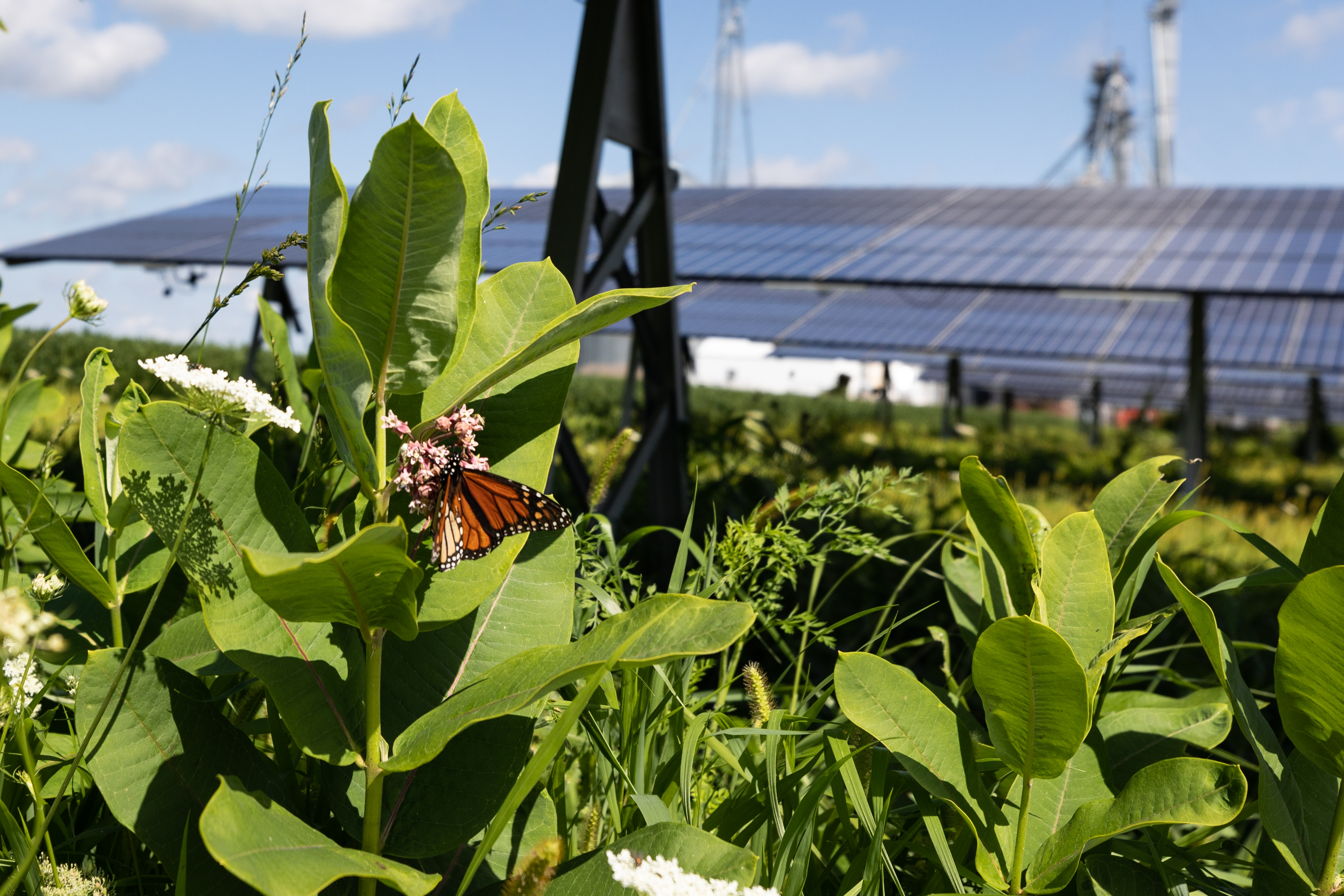 A pollinator-friendly solar field with an orange-and-black butterfly perched on a plant in the foreground and an array of solar panels in the background.