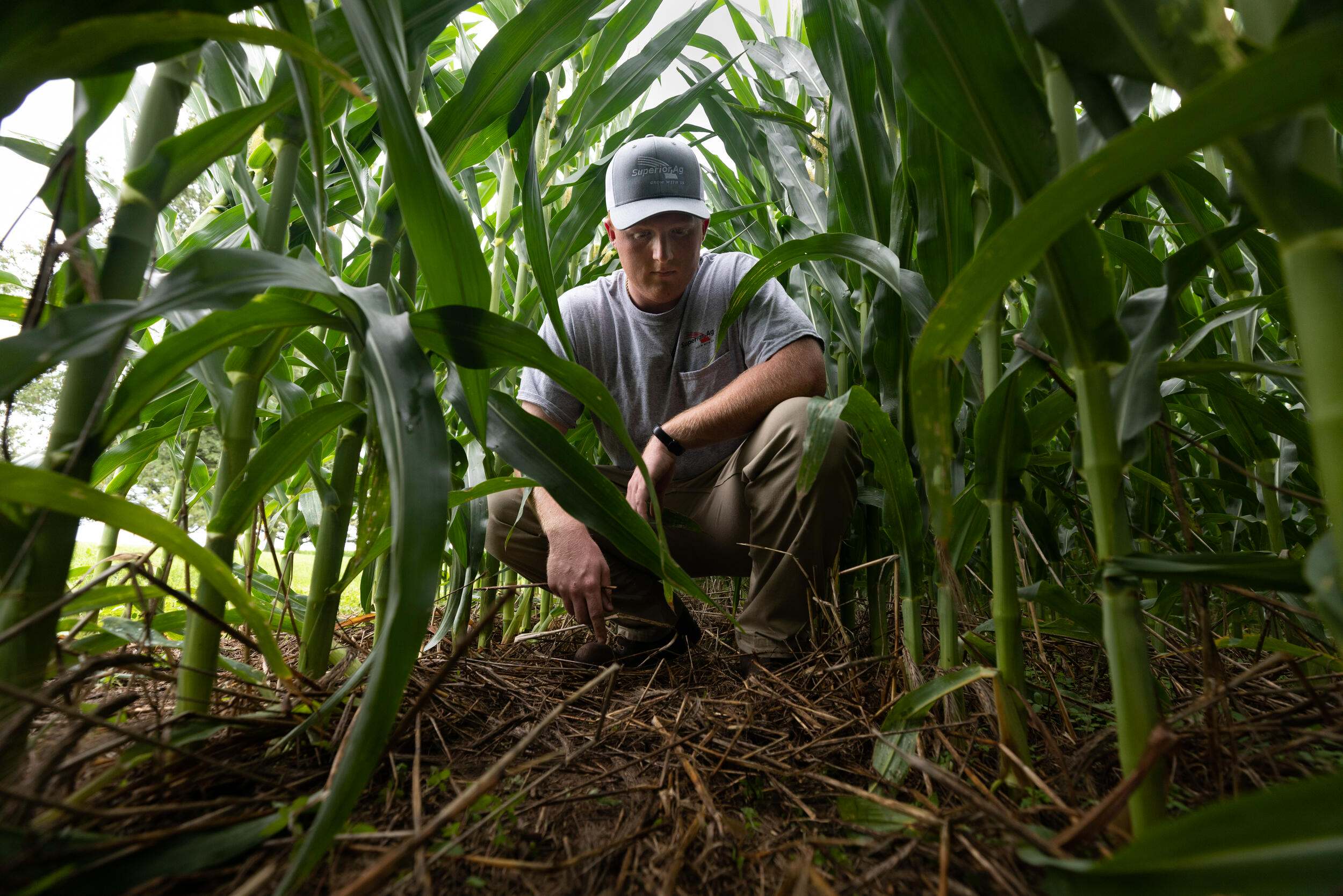 A farmer squatting to look at the ground between corn plants.