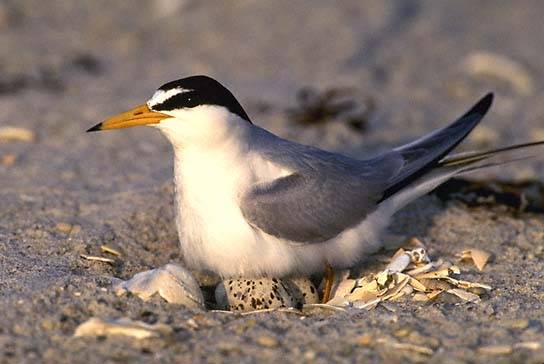 A black, white and gray bird rests in sandy soil.