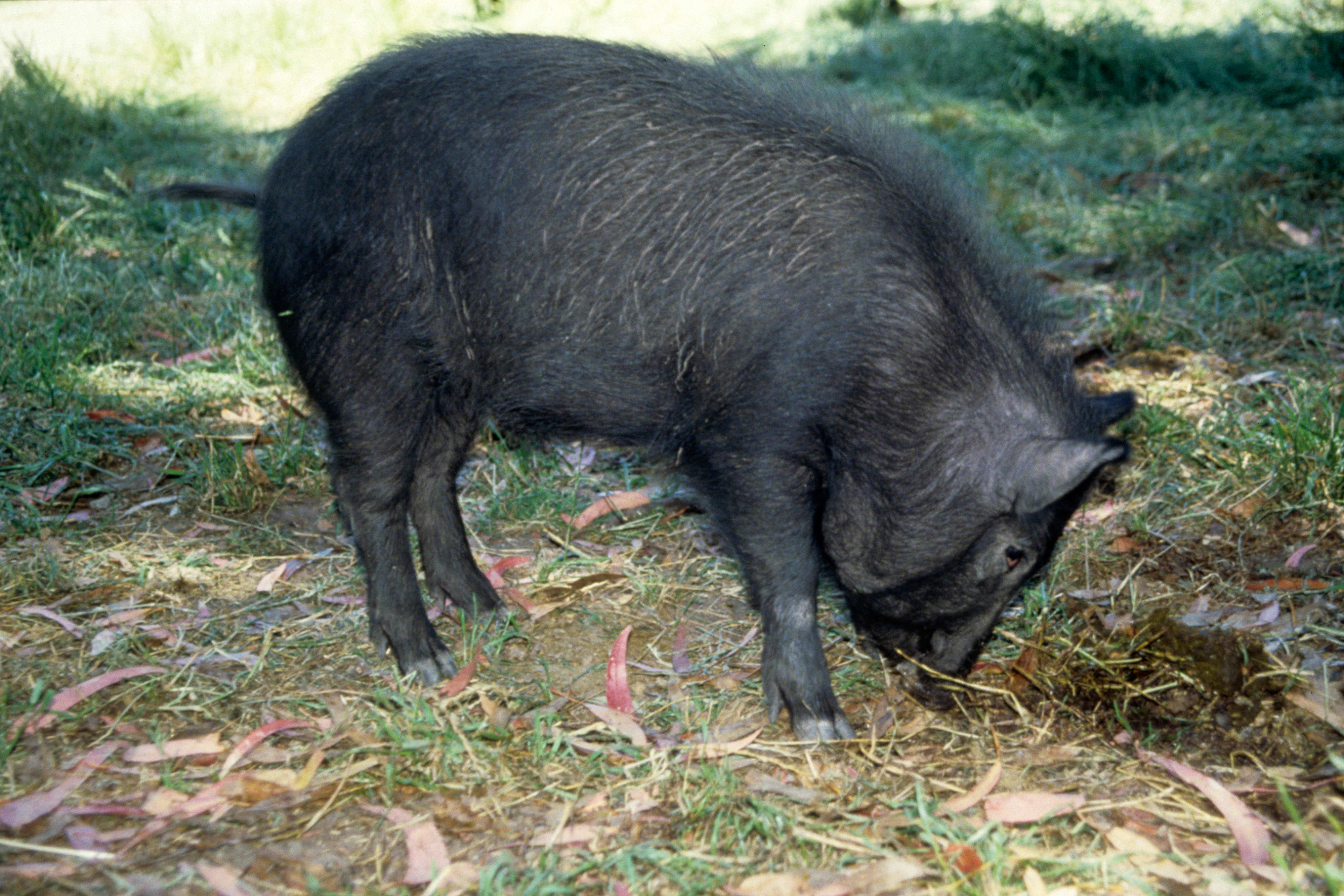 A feral hog roots into the dirt in search of food. 