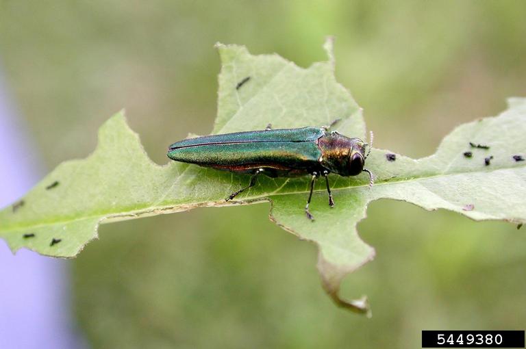 Invasive Emerald Ash Borer sits on a piece of wood.