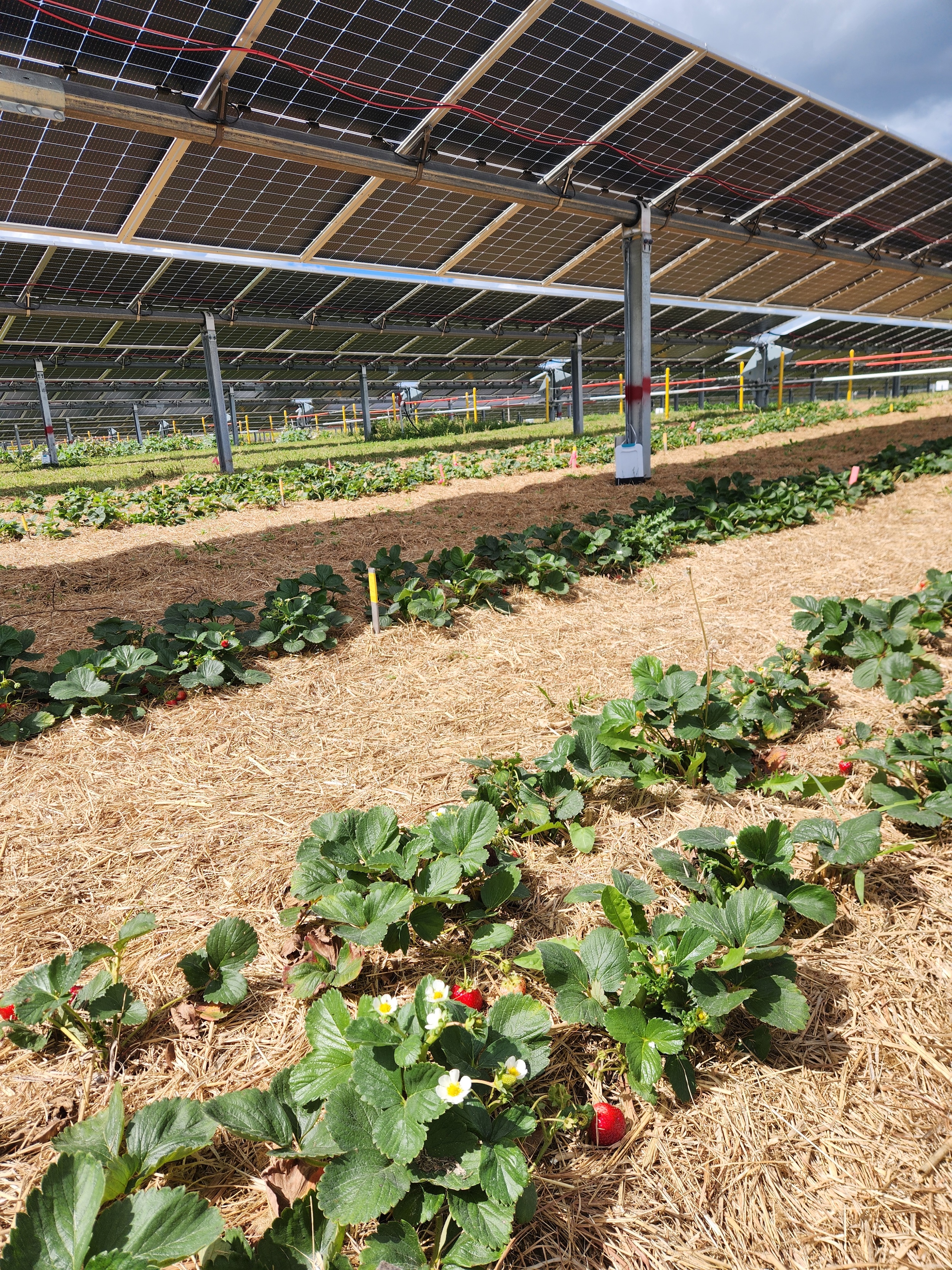 Strawberries growing next to a solar panel.