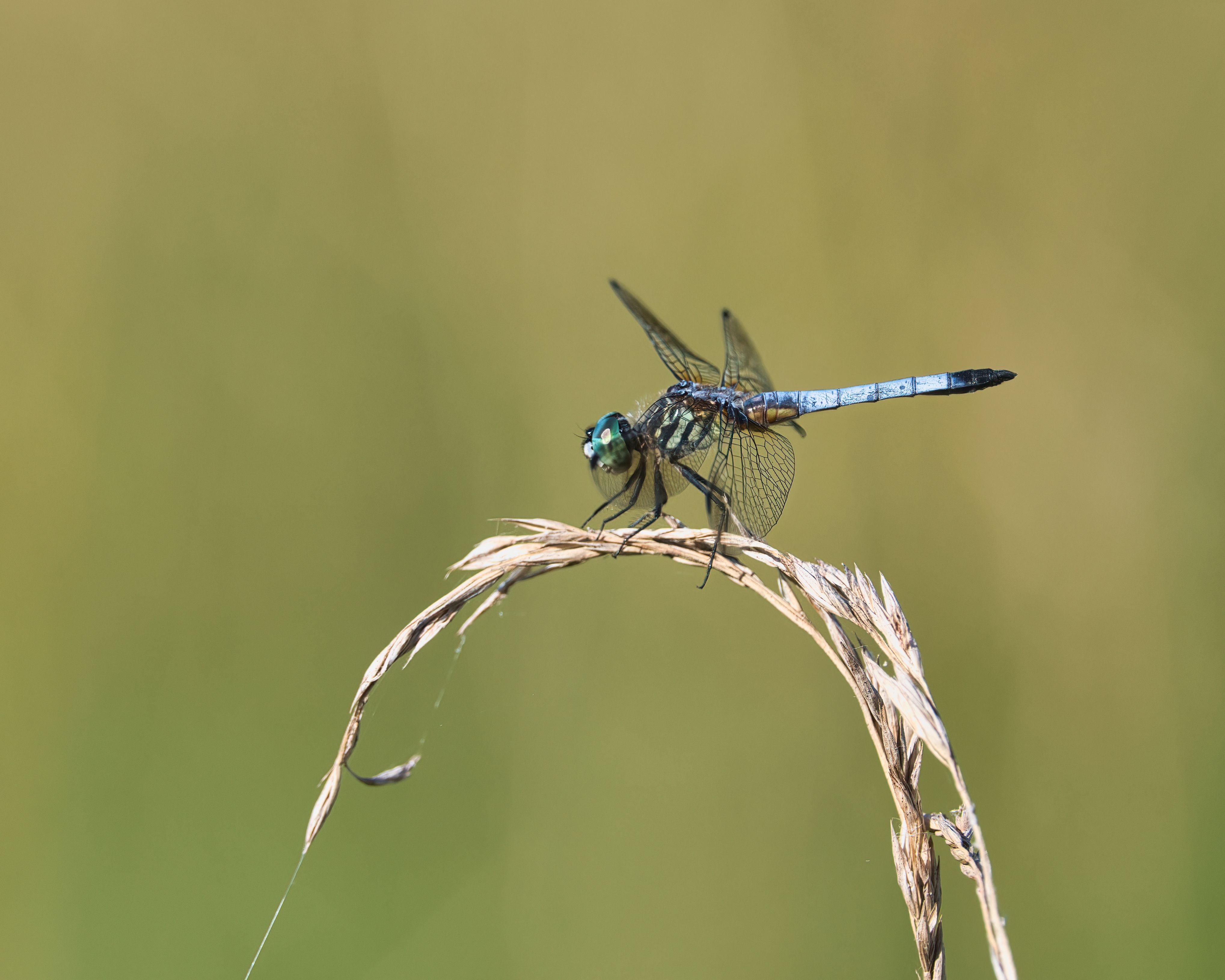 A blue dasher dragonfly perches on a brown plant.