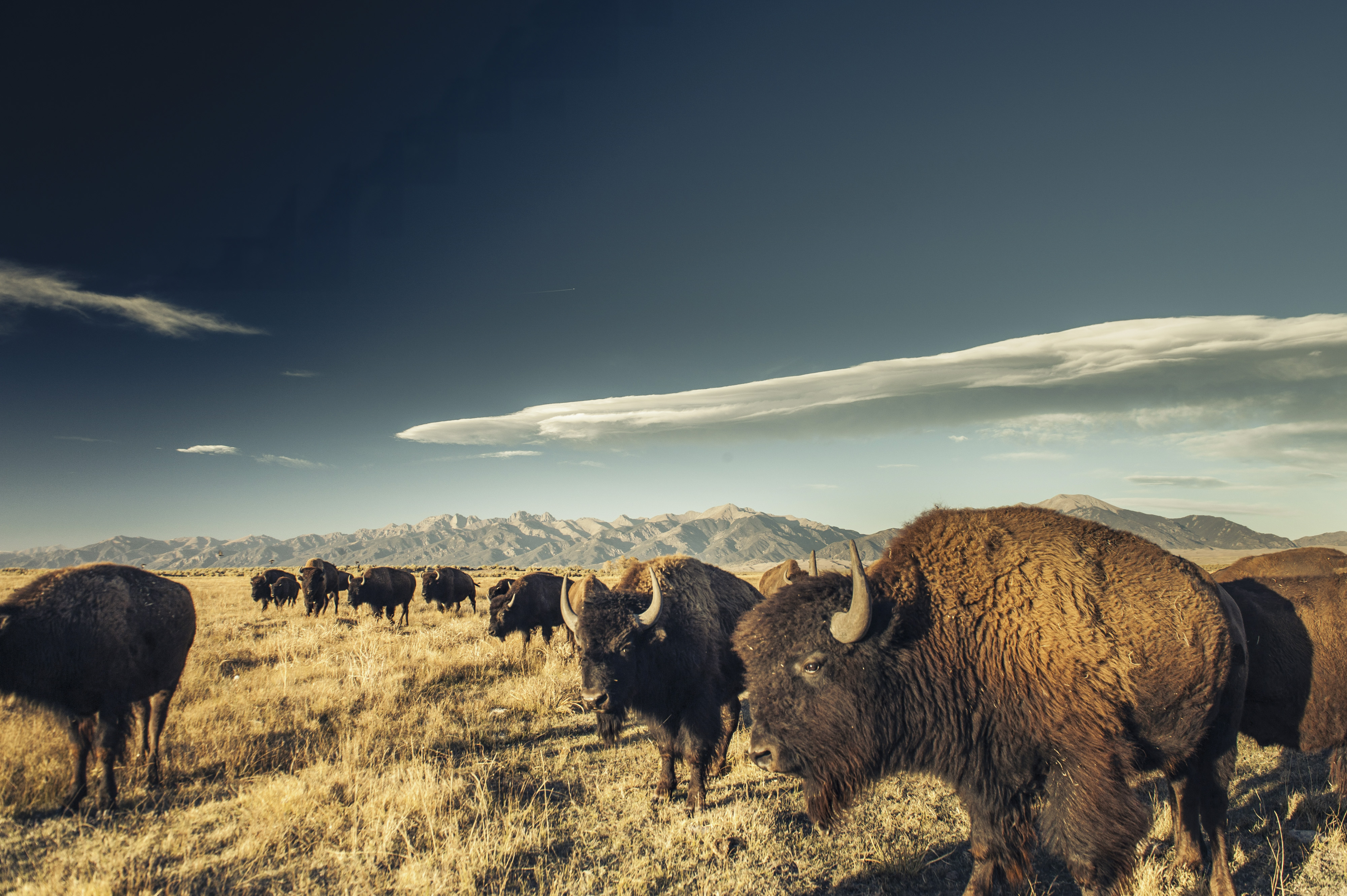 A herd of bison stand in a field with mountains in the background.