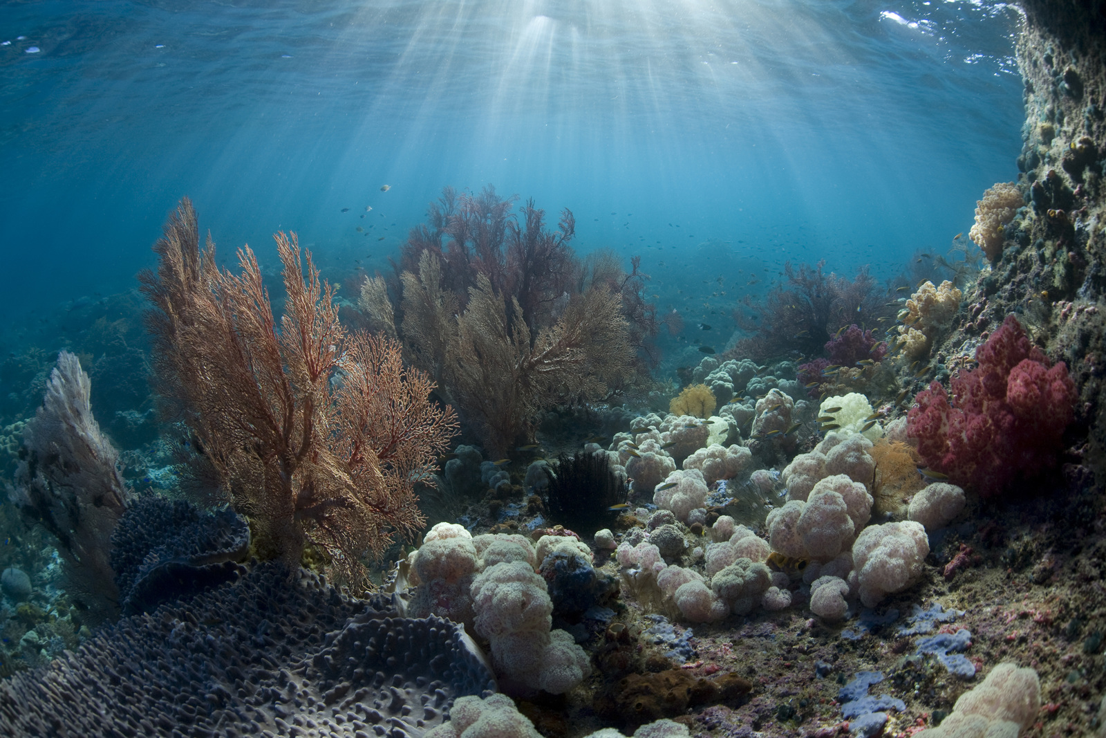 A coral garden