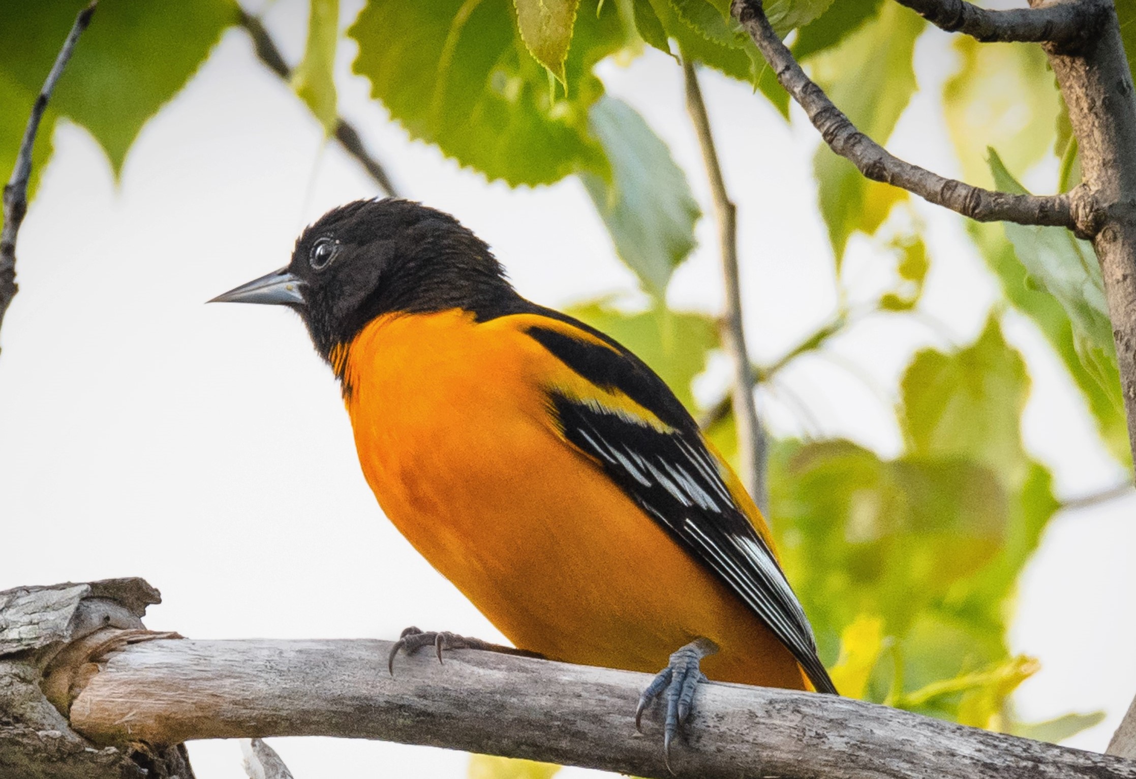 An oriole with an orange body and black wings and head sits on a tree branch.