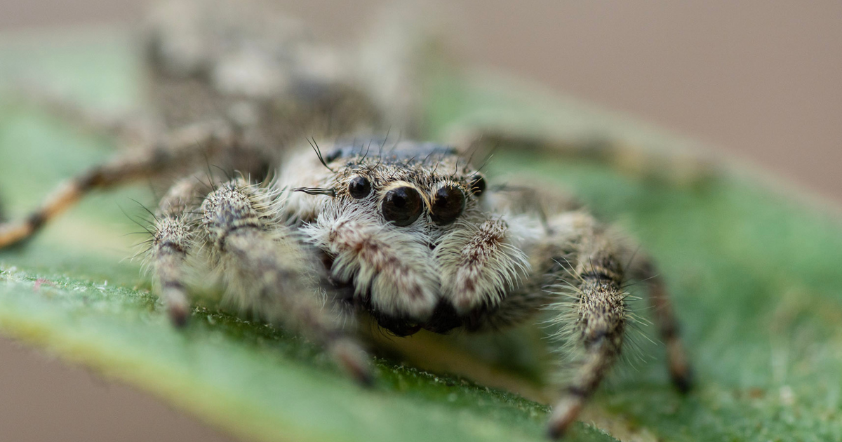 A close-up photograph features a small spider, with a hairy body and dark eyes, resting on a green leaf.