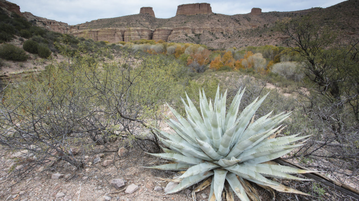 A plant with spiky appendages grows in a sandy landscape.