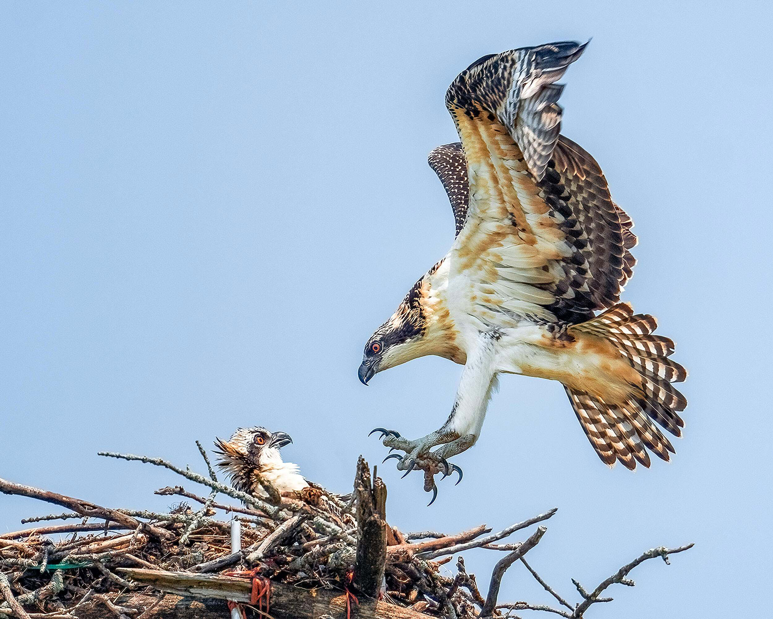 An ospery lands into it's nest.