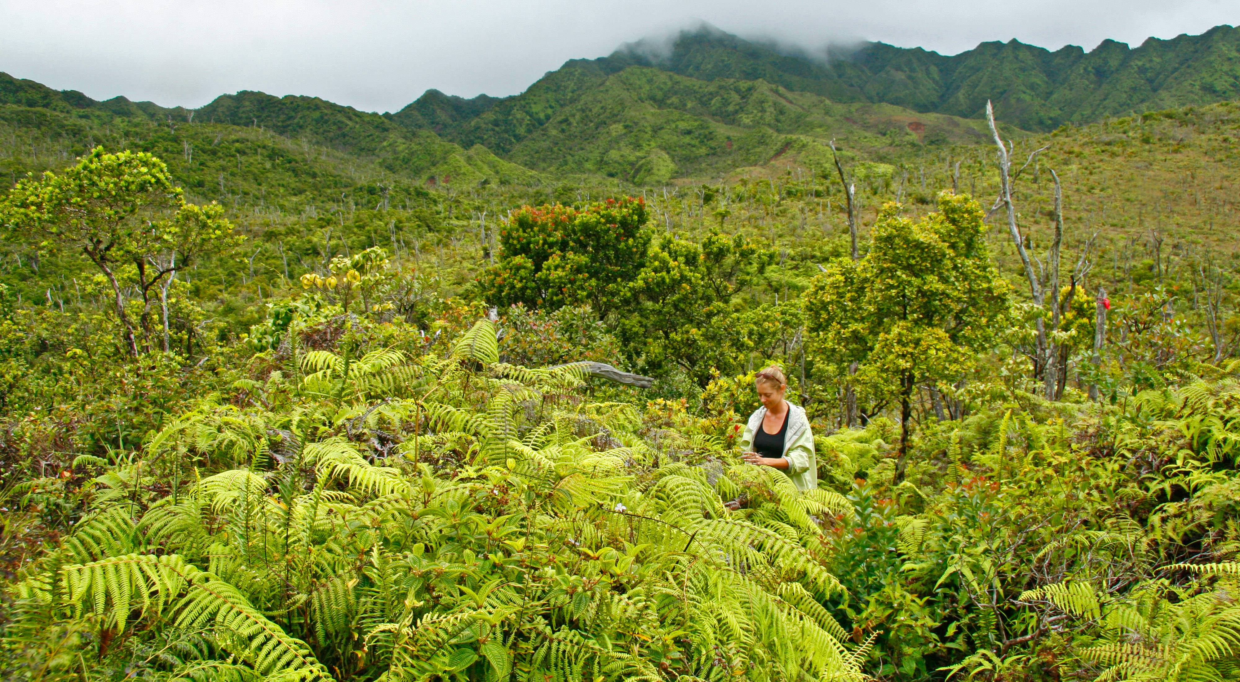 A woman stands in a lush jungle with a forest in the background. 