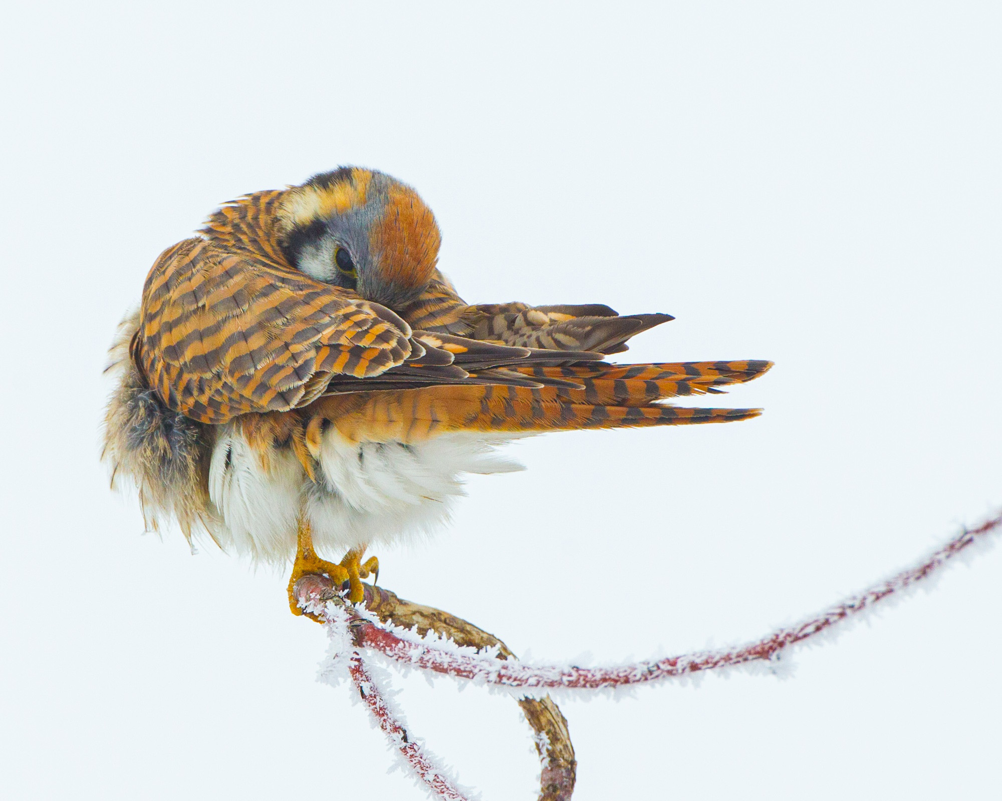 A kestrel bird balancing on a tree branch and cleaning its feathers.