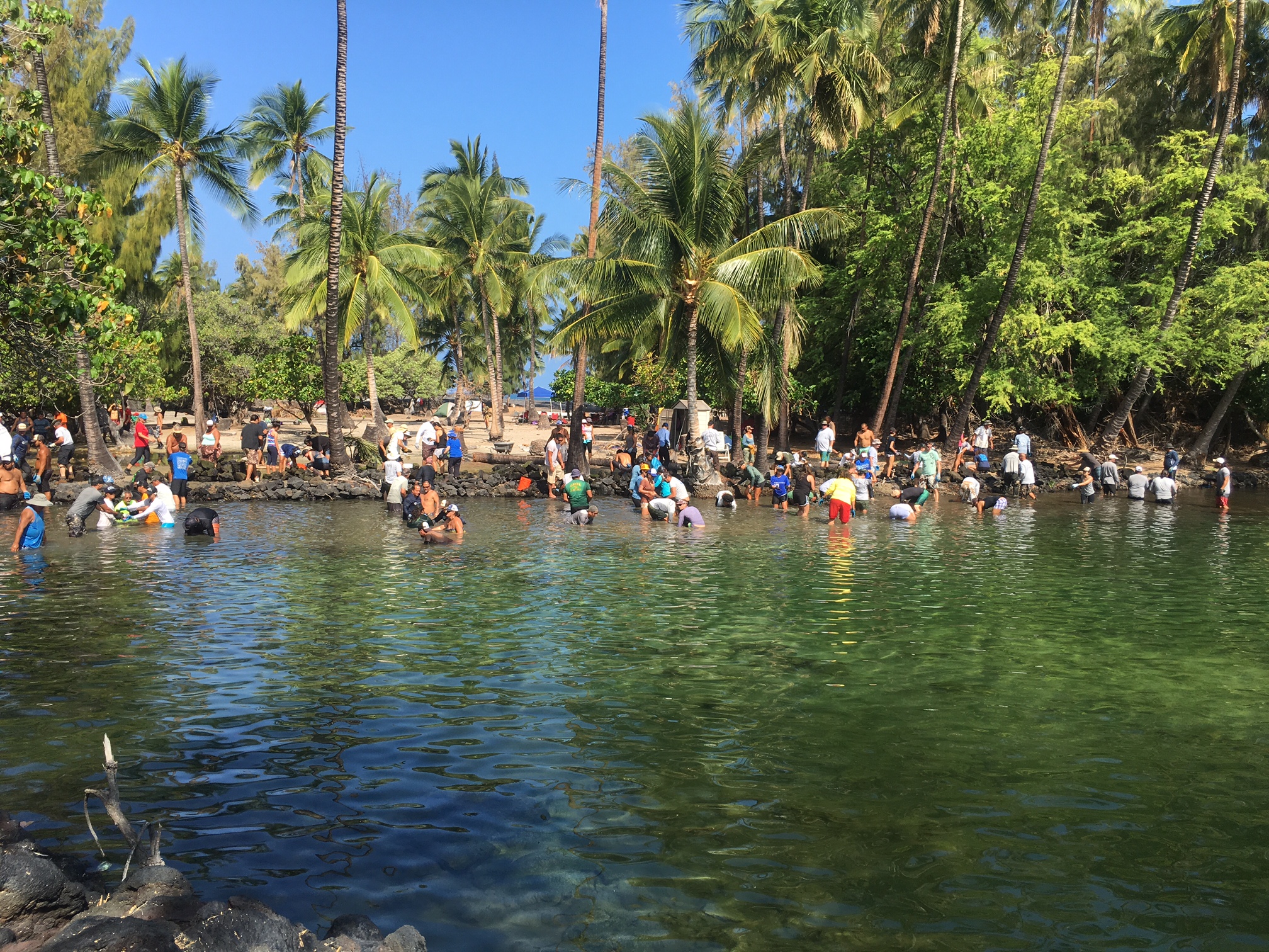 Many people working in waist deep coastal water. 