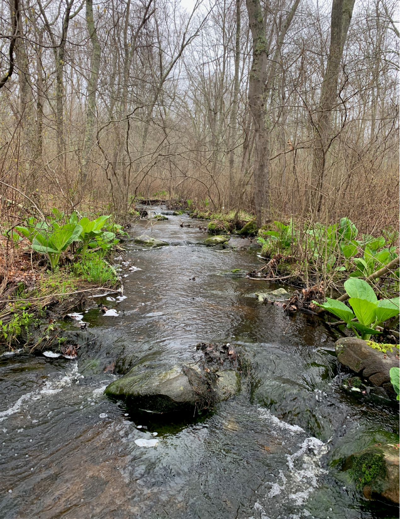 A small stream with skunk cabbage growing on its banks.