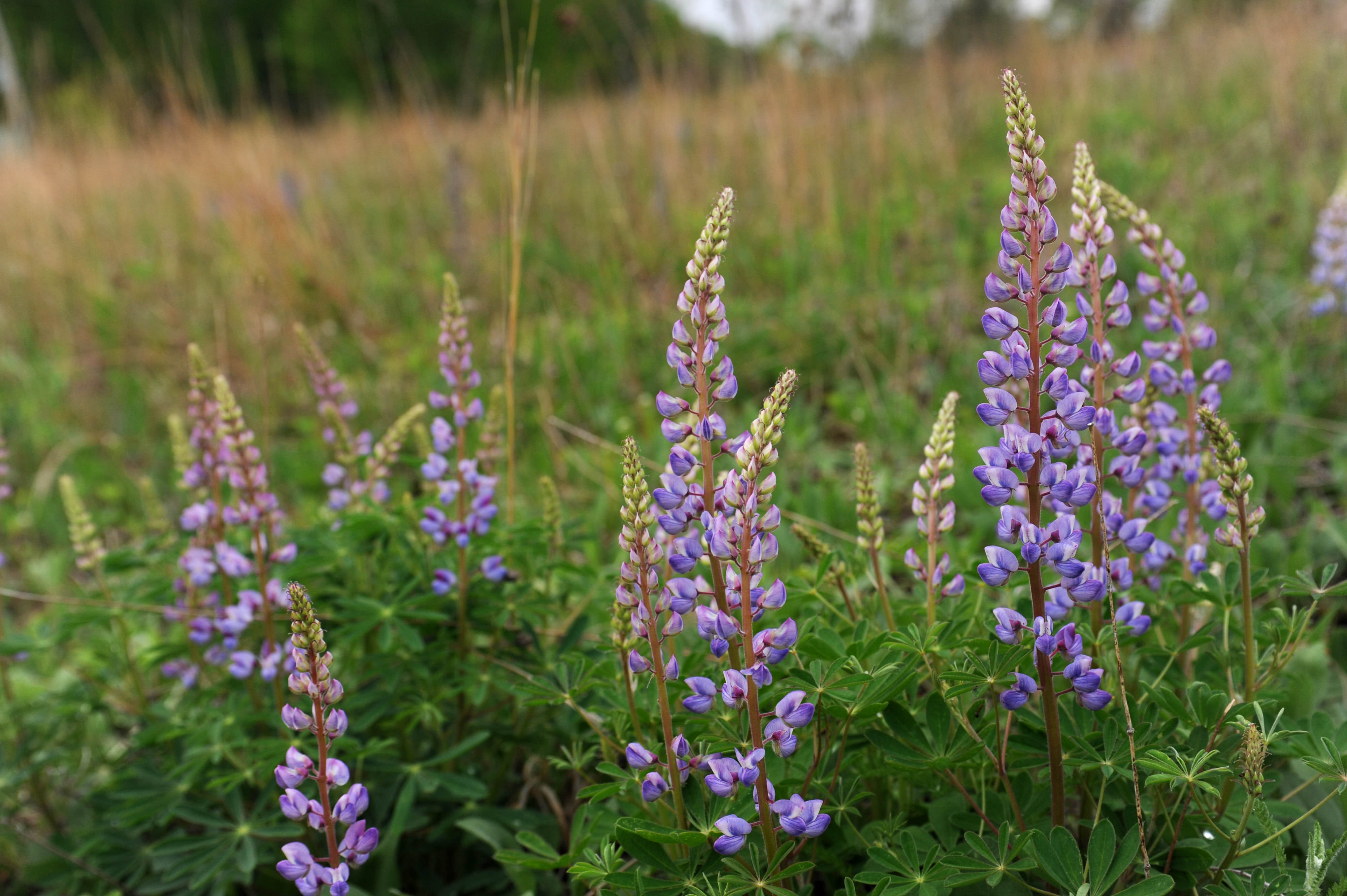 Wild blue lupine in bloom.