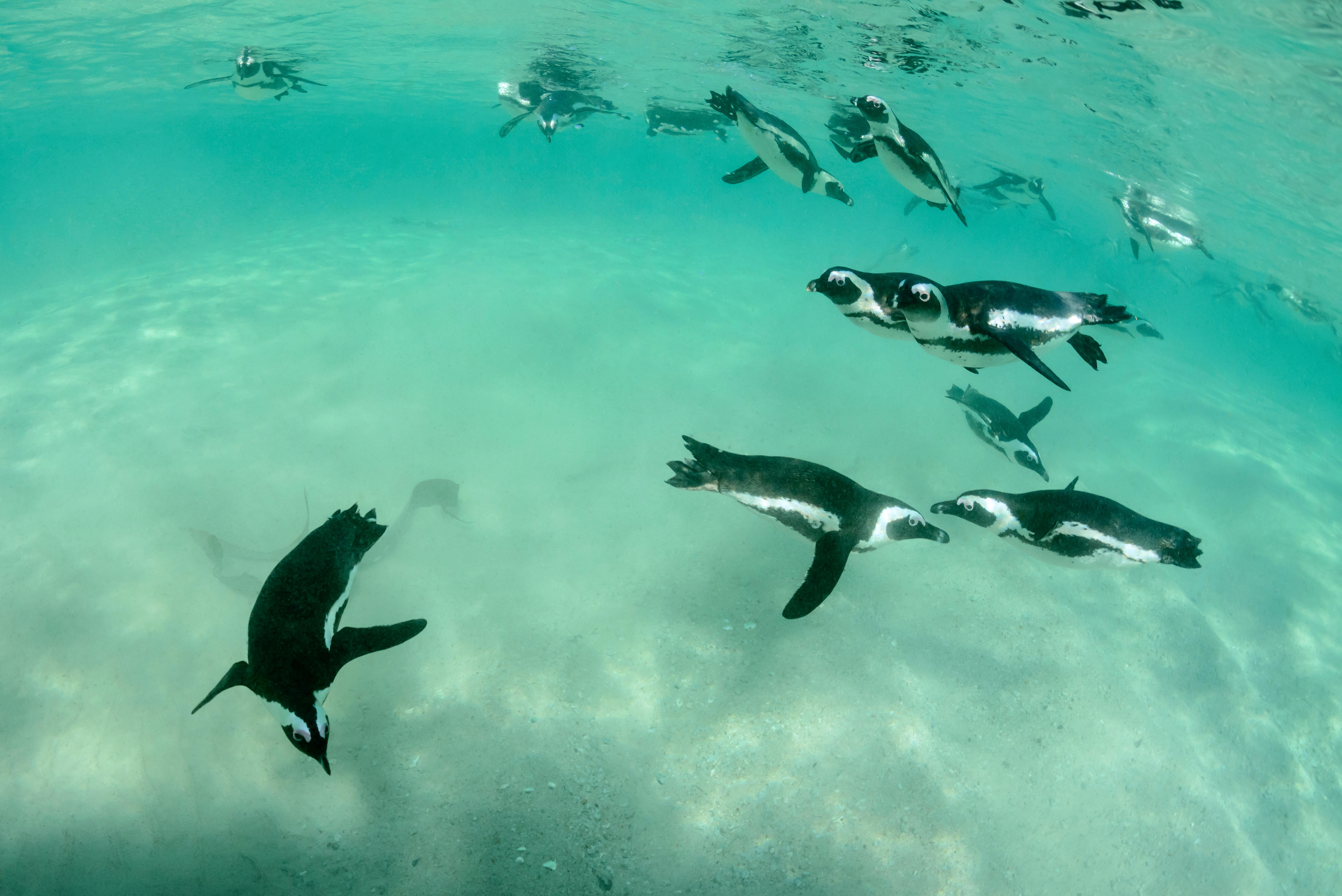 A large group of small penguins swimming in shallow coastal waters.