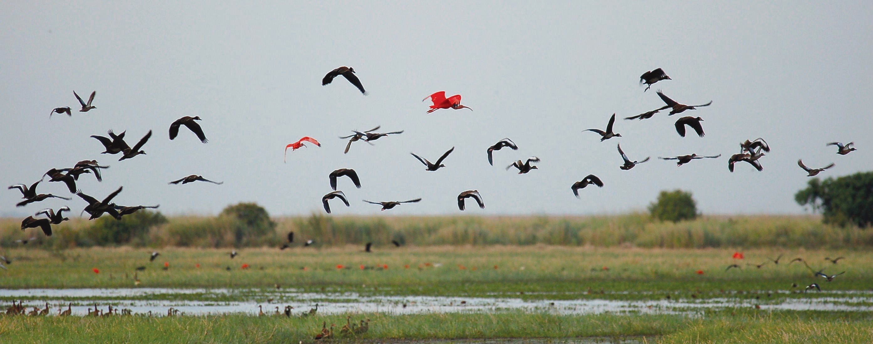 A flock of multi colored birds fly over a wetland.
