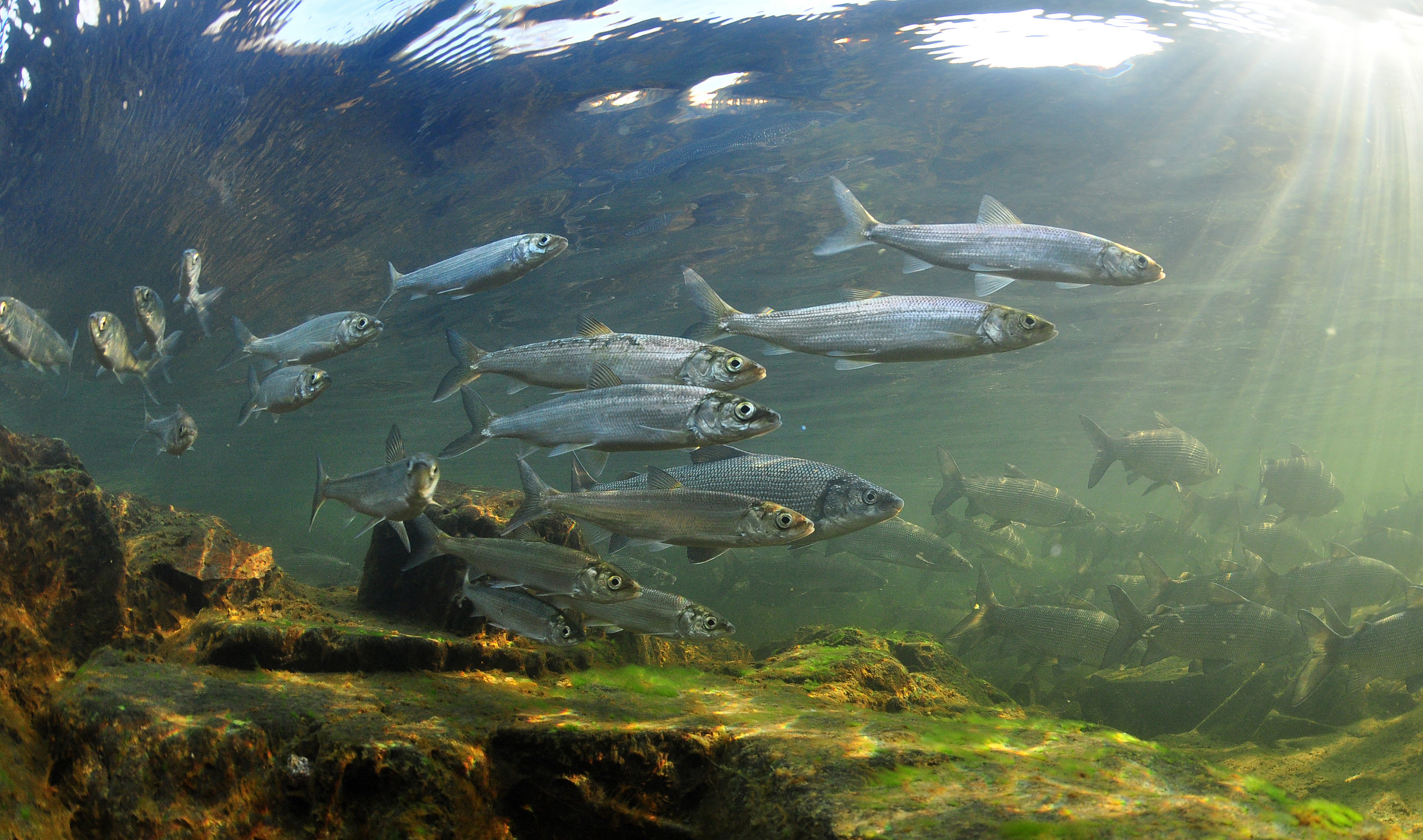 Underwater image of lake cisco.