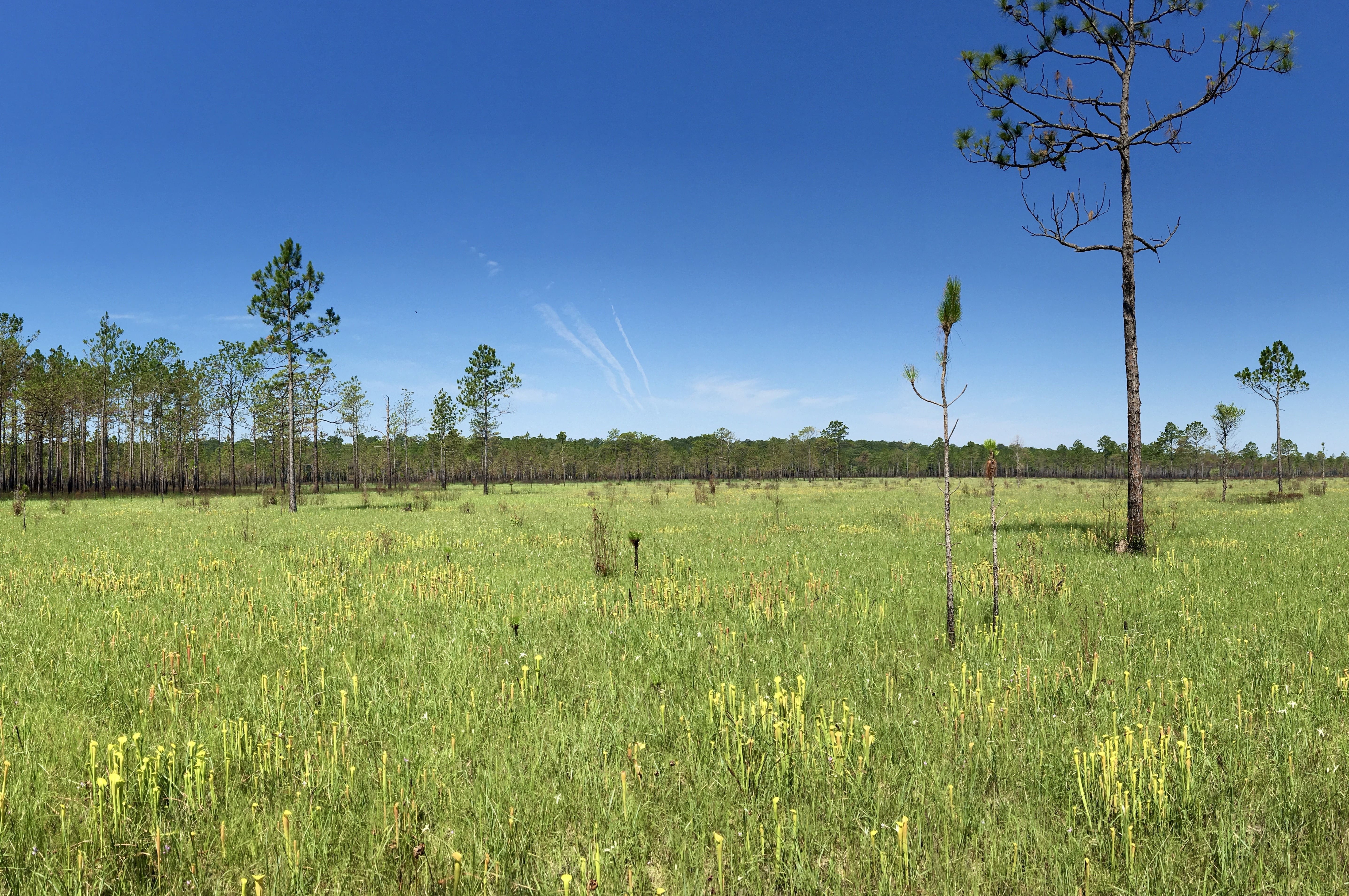 A few trees emerge from a large grassy meadow.