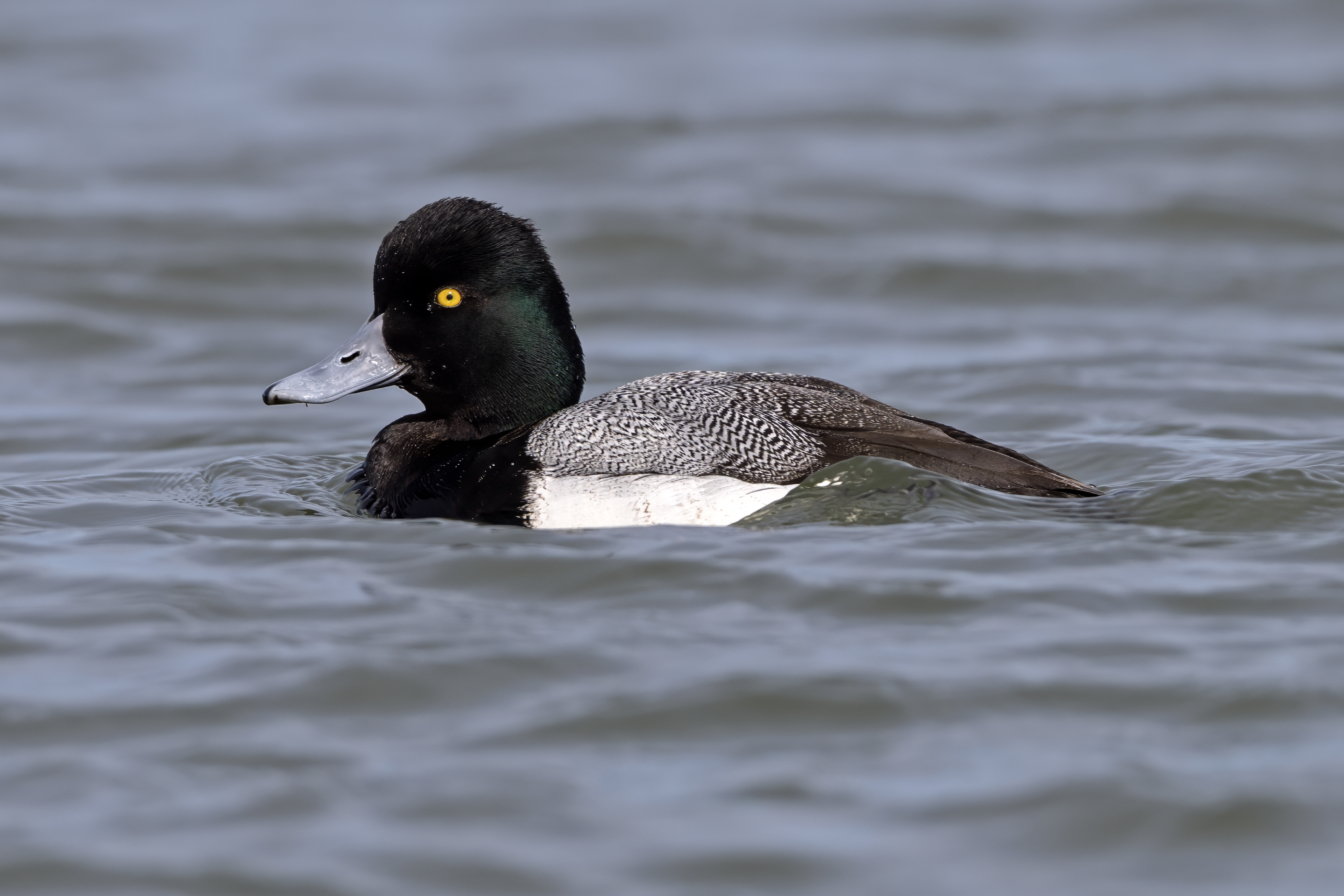 A black and white duck rests on a body of water.