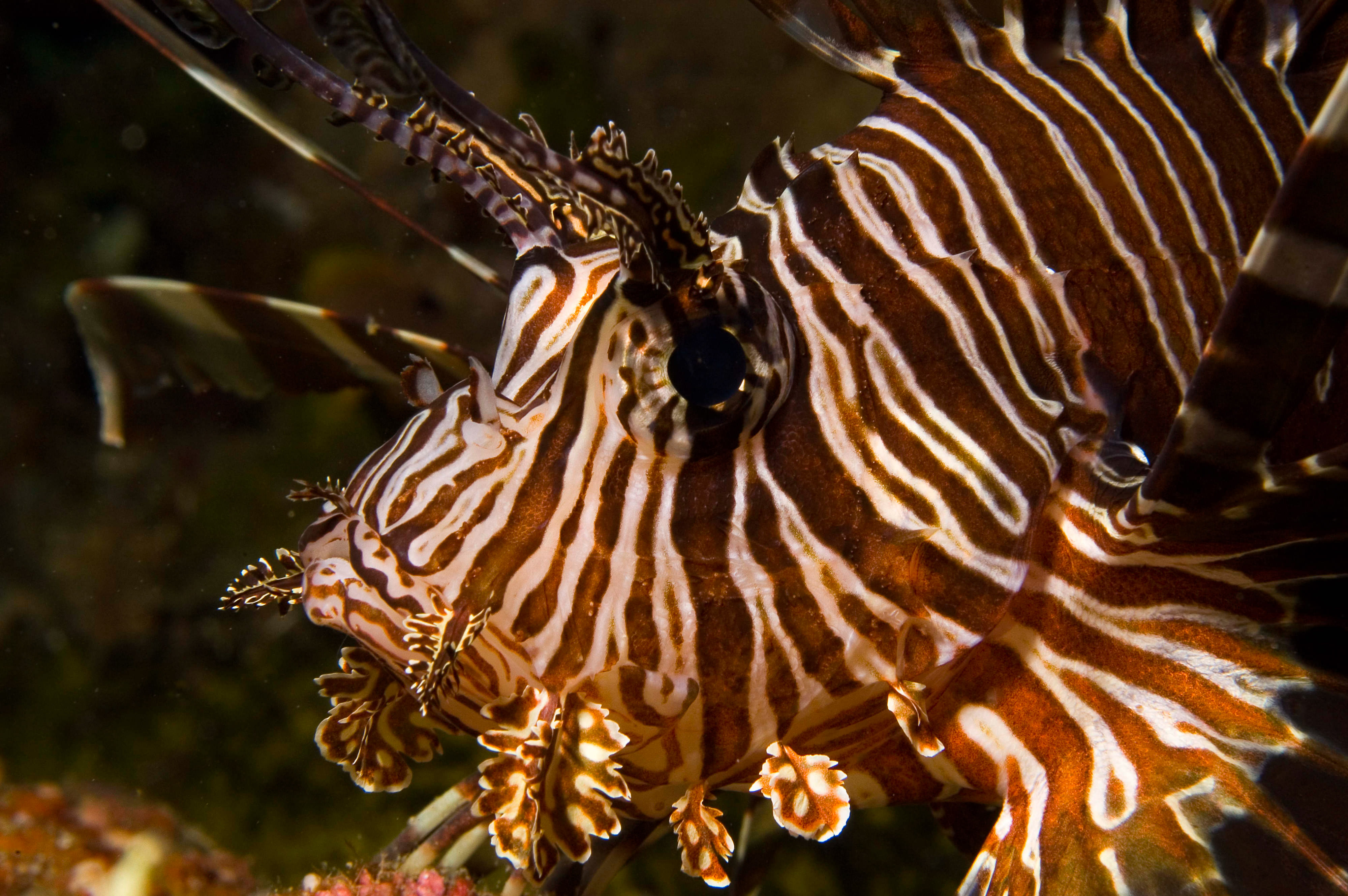 Close up of a brown and white striped lionfish.