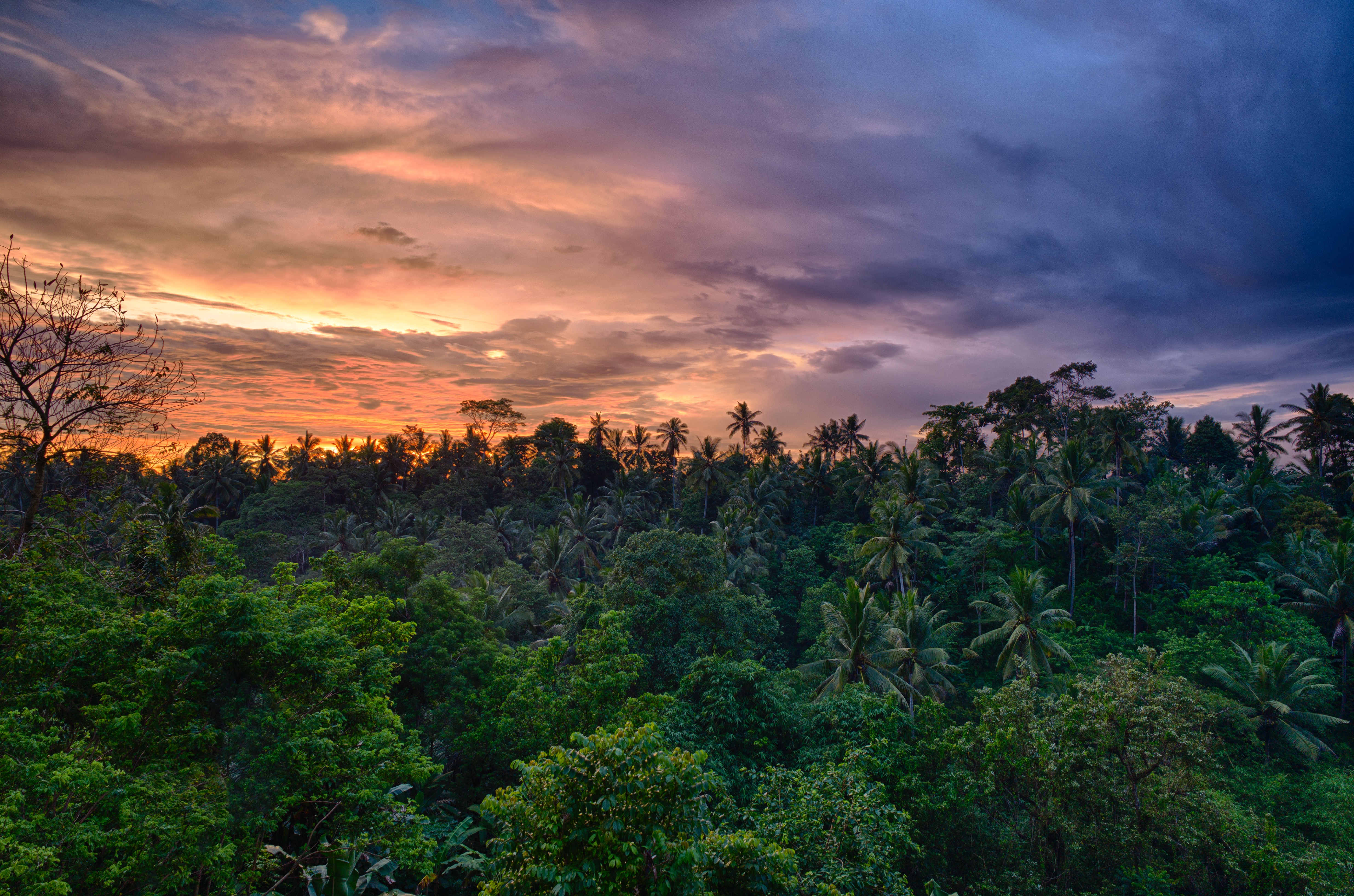 A lush green tropical forest under a setting sun.